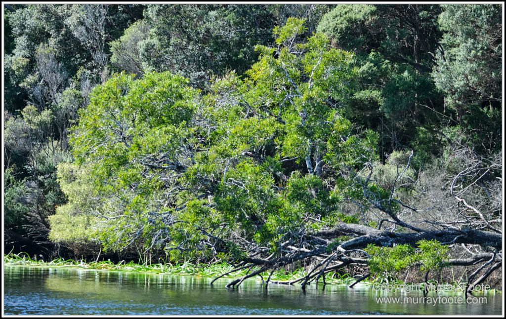 Corinna, Granville Harbour, Henty Dunes, Landscape, Nature, Photography, Sweetwater Cruise, Tasmania, Travel, Trial Harbour, Waterfall, Wilderness