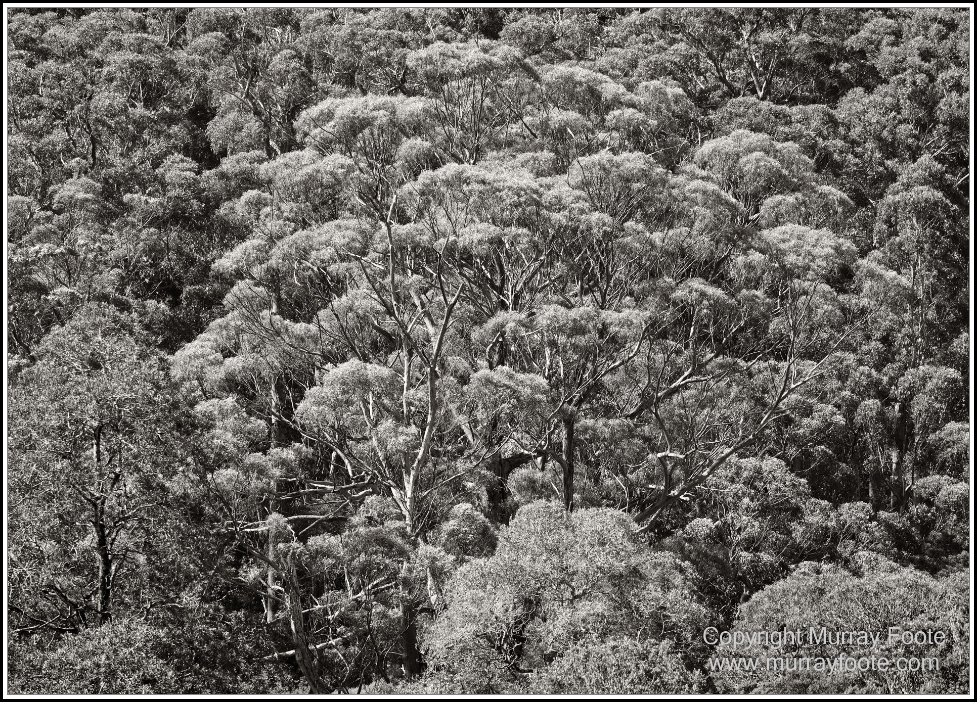 Black and White, Eagles, Infrared, Landscape, Monochrome, Nature, Photography, Pieman Heads, Pieman River, Travel, Wildlife
