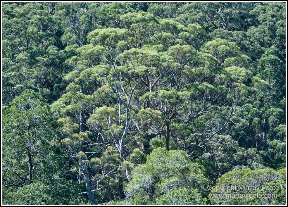 Corinna, Granville Harbour, Henty Dunes, Landscape, Nature, Photography, Sweetwater Cruise, Tasmania, Travel, Trial Harbour, Waterfall, Wilderness