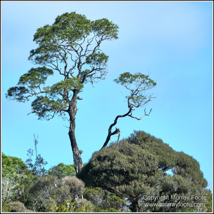 Corinna, Granville Harbour, Henty Dunes, Landscape, Nature, Photography, Sweetwater Cruise, Tasmania, Travel, Trial Harbour, Waterfall, Wilderness