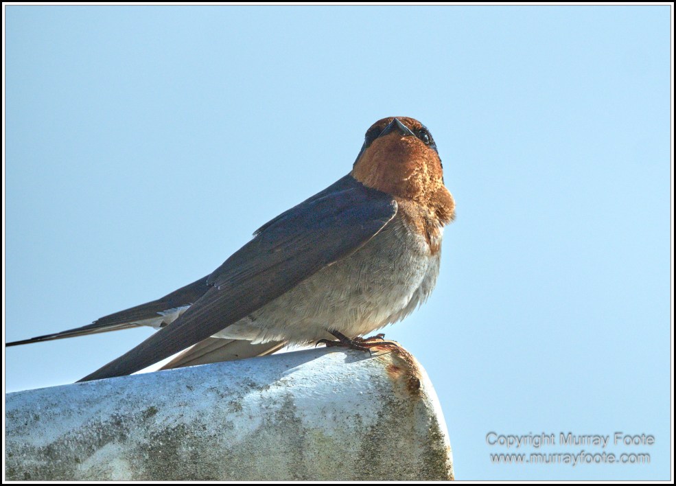 Corinna, Granville Harbour, Henty Dunes, Landscape, Nature, Photography, Sweetwater Cruise, Tasmania, Travel, Trial Harbour, Waterfall, Wilderness