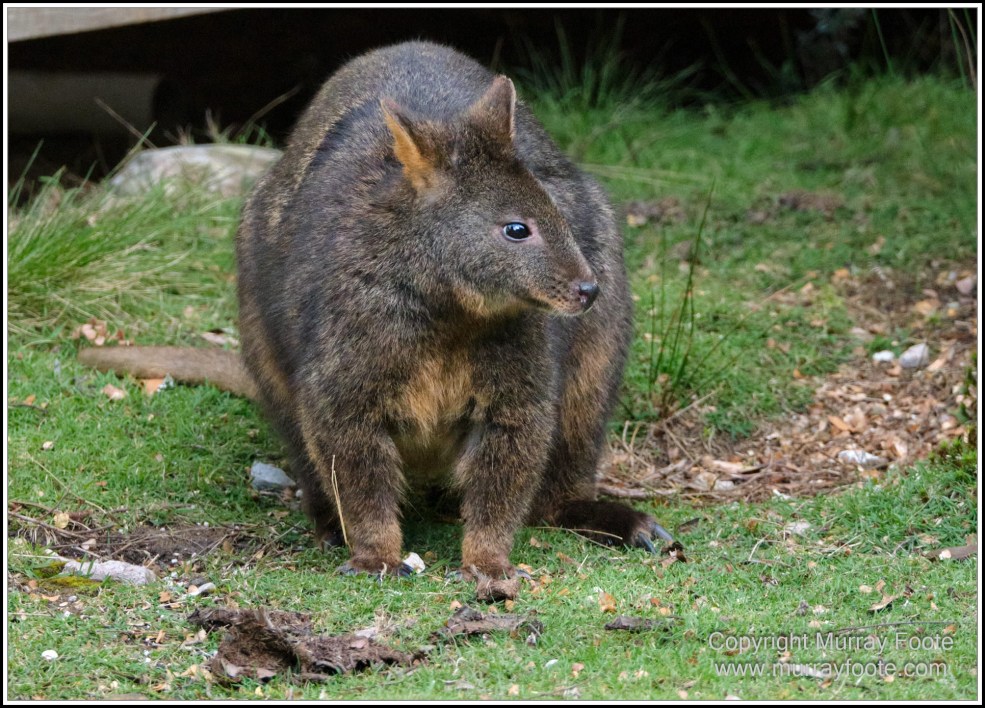 Corinna, Granville Harbour, Henty Dunes, Landscape, Nature, Photography, Sweetwater Cruise, Tasmania, Travel, Trial Harbour, Waterfall, Wilderness
