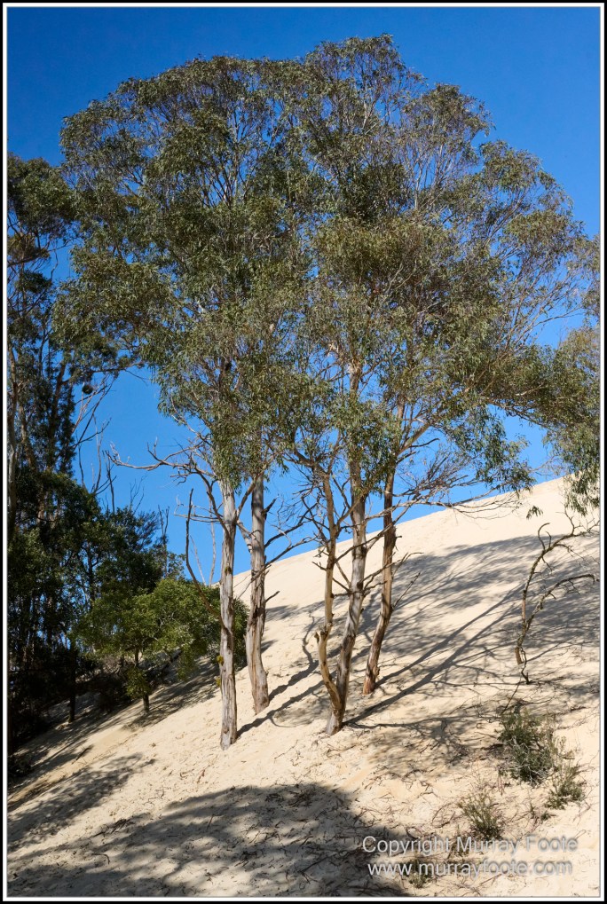 Corinna, Granville Harbour, Henty Dunes, Landscape, Nature, Photography, Sweetwater Cruise, Tasmania, Travel, Trial Harbour, Waterfall, Wilderness