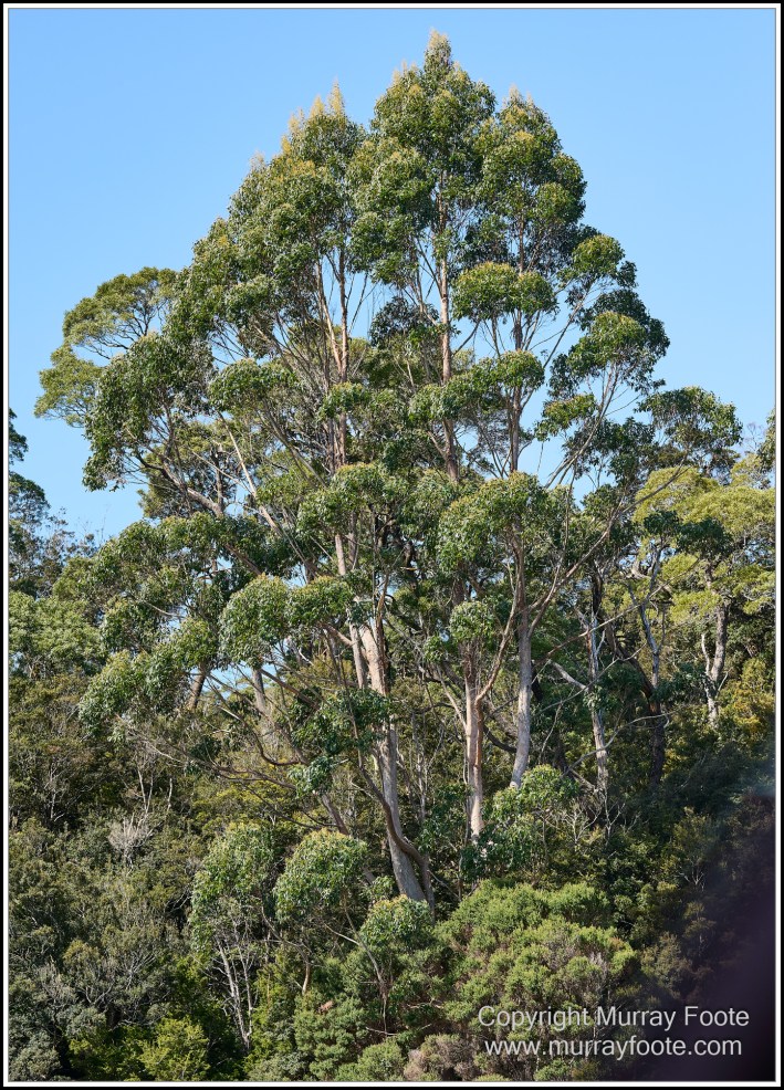 Corinna, Granville Harbour, Henty Dunes, Landscape, Nature, Photography, Sweetwater Cruise, Tasmania, Travel, Trial Harbour, Waterfall, Wilderness