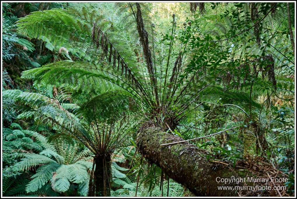Corinna, Granville Harbour, Henty Dunes, Landscape, Nature, Photography, Sweetwater Cruise, Tasmania, Travel, Trial Harbour, Waterfall, Wilderness
