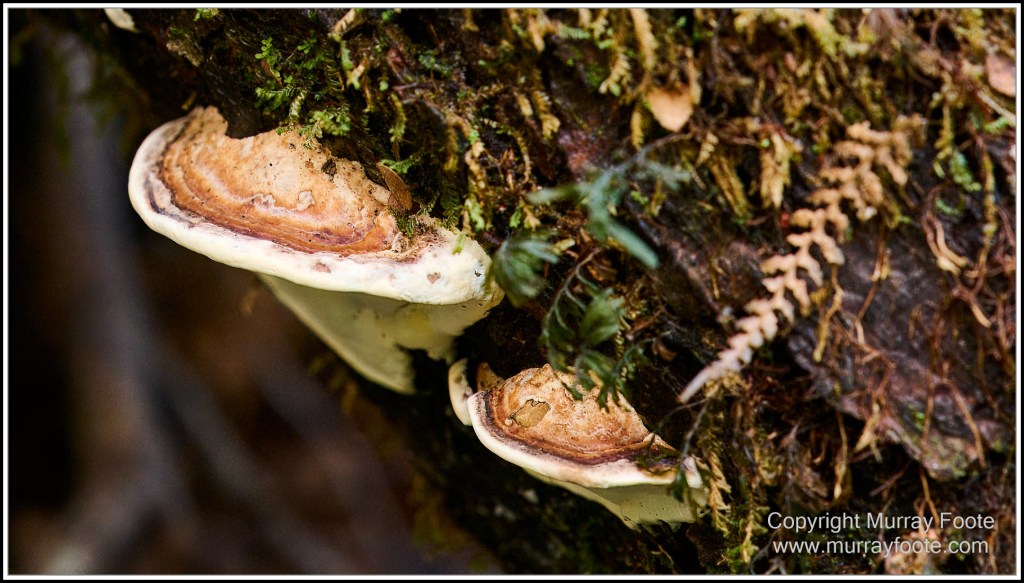 Corinna, Granville Harbour, Henty Dunes, Landscape, Nature, Photography, Sweetwater Cruise, Tasmania, Travel, Trial Harbour, Waterfall, Wilderness