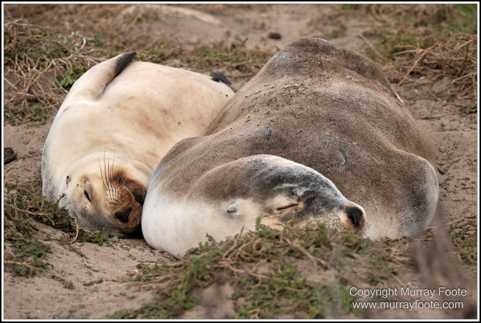 Kangaroo Island, Landscape, Nature, Photography, Sea Lion, Seal Bay, seascape, South Australia, Travel, Wilderness, Wildlife