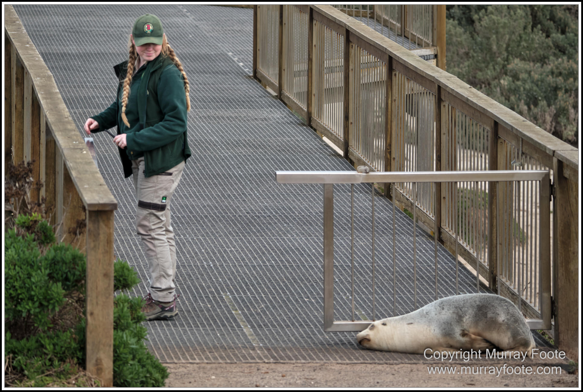 Kangaroo Island, Landscape, Nature, Photography, Sea Lion, Seal Bay, seascape, South Australia, Travel, Wilderness, Wildlife