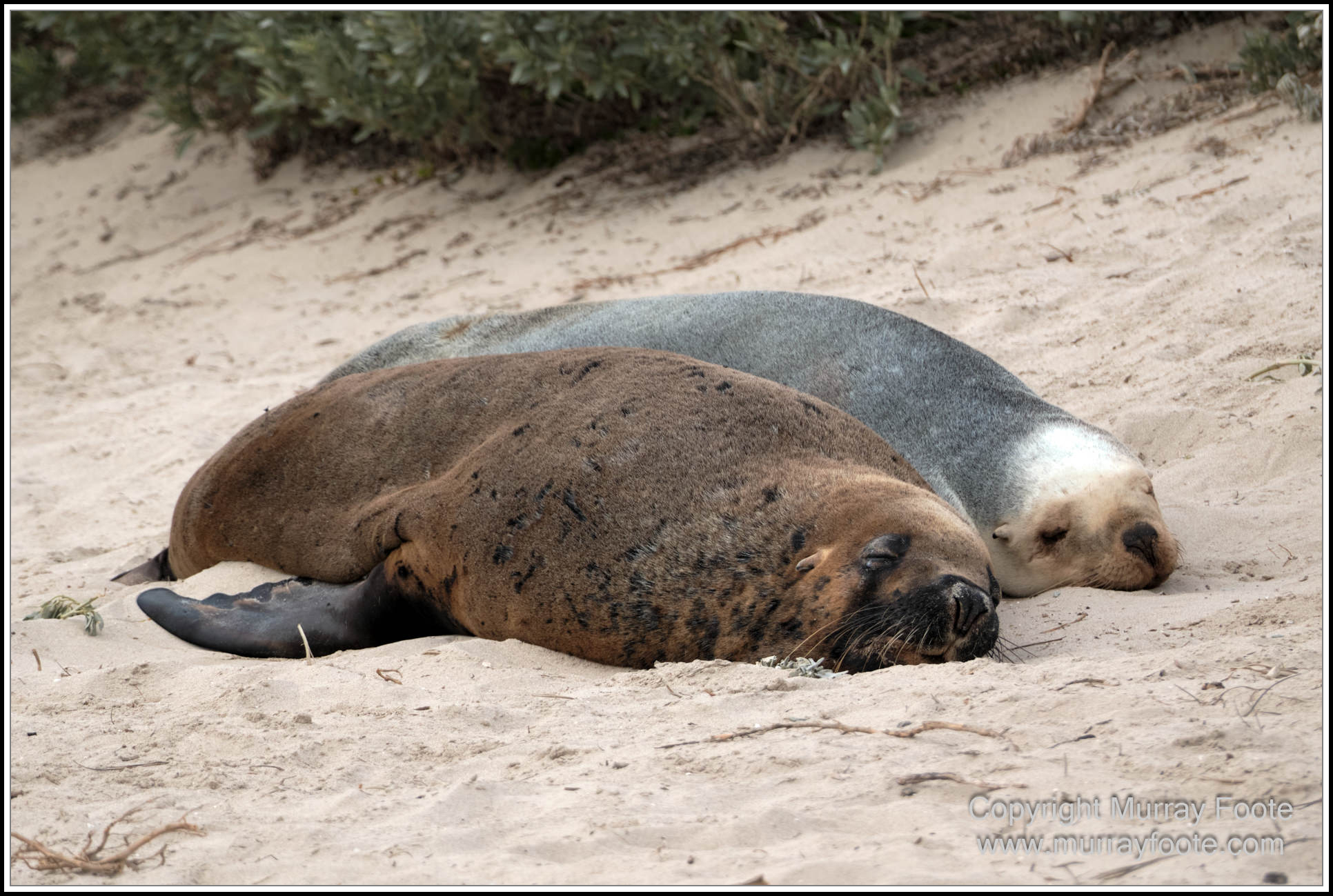Kangaroo Island, Landscape, Nature, Photography, Sea Lion, Seal Bay, seascape, South Australia, Travel, Wilderness, Wildlife