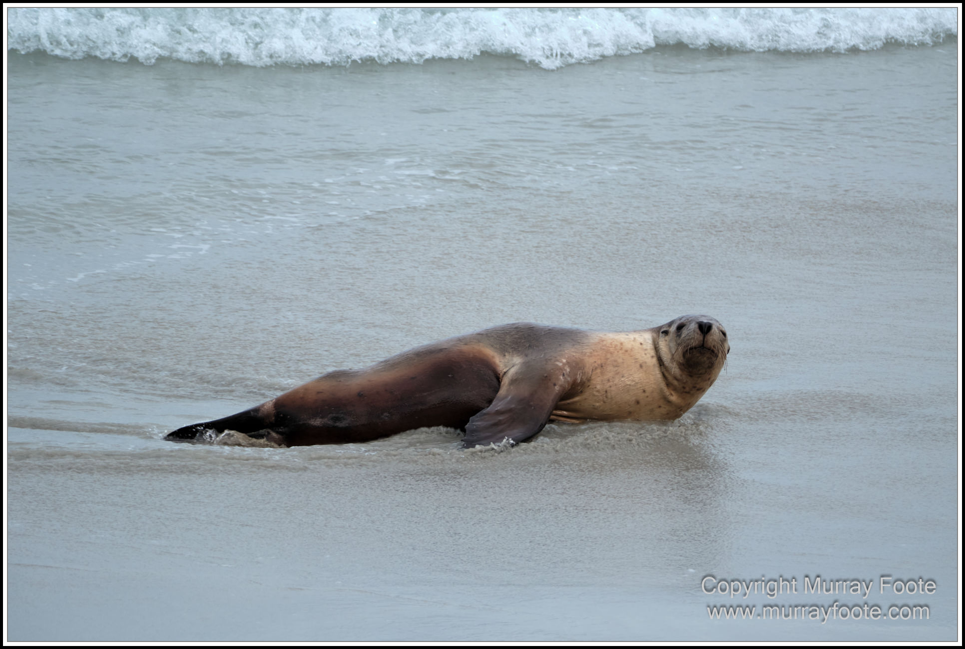 Kangaroo Island, Landscape, Nature, Photography, Sea Lion, Seal Bay, seascape, South Australia, Travel, Wilderness, Wildlife