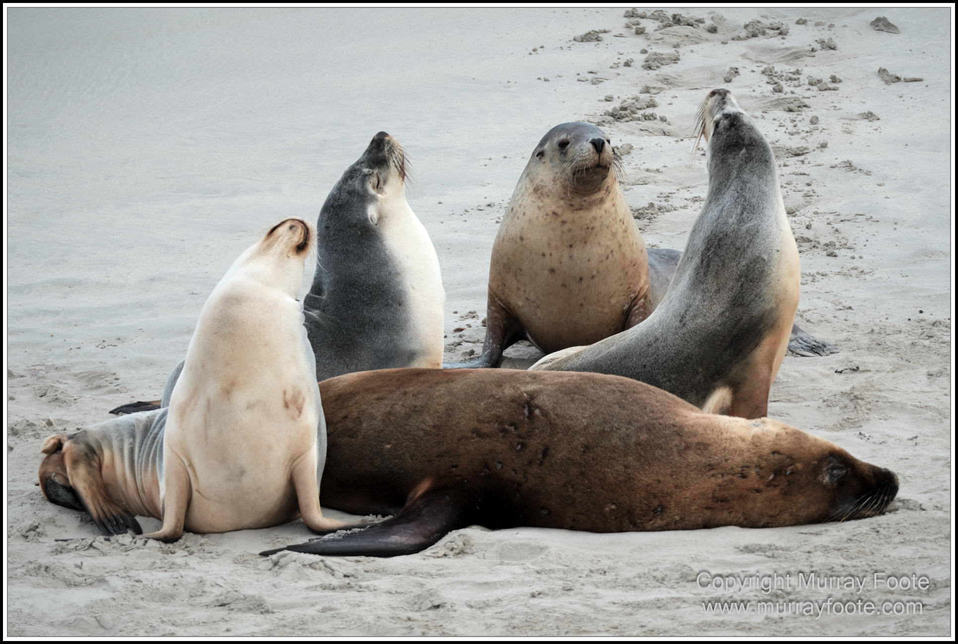 Kangaroo Island, Landscape, Nature, Photography, Sea Lion, Seal Bay, seascape, South Australia, Travel, Wilderness, Wildlife