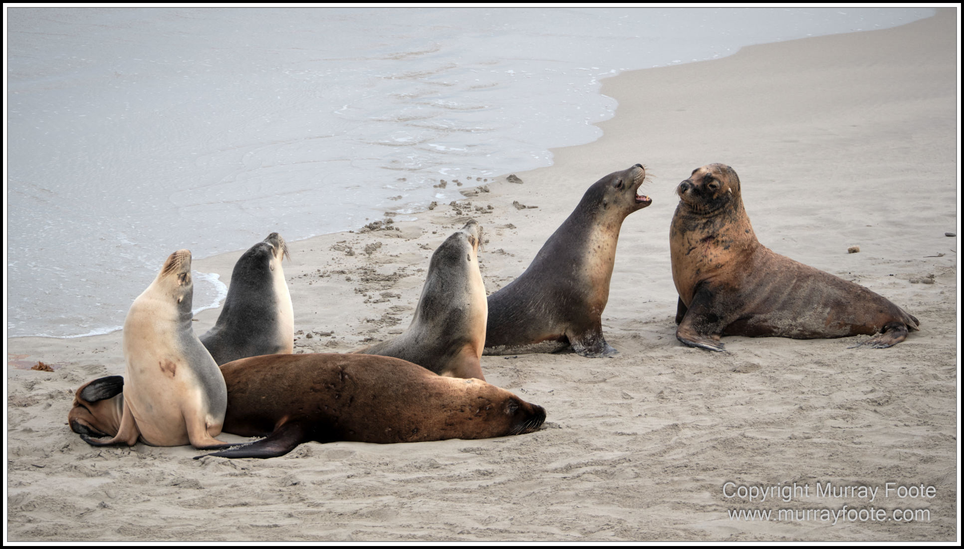 Kangaroo Island, Landscape, Nature, Photography, Sea Lion, Seal Bay, seascape, South Australia, Travel, Wilderness, Wildlife