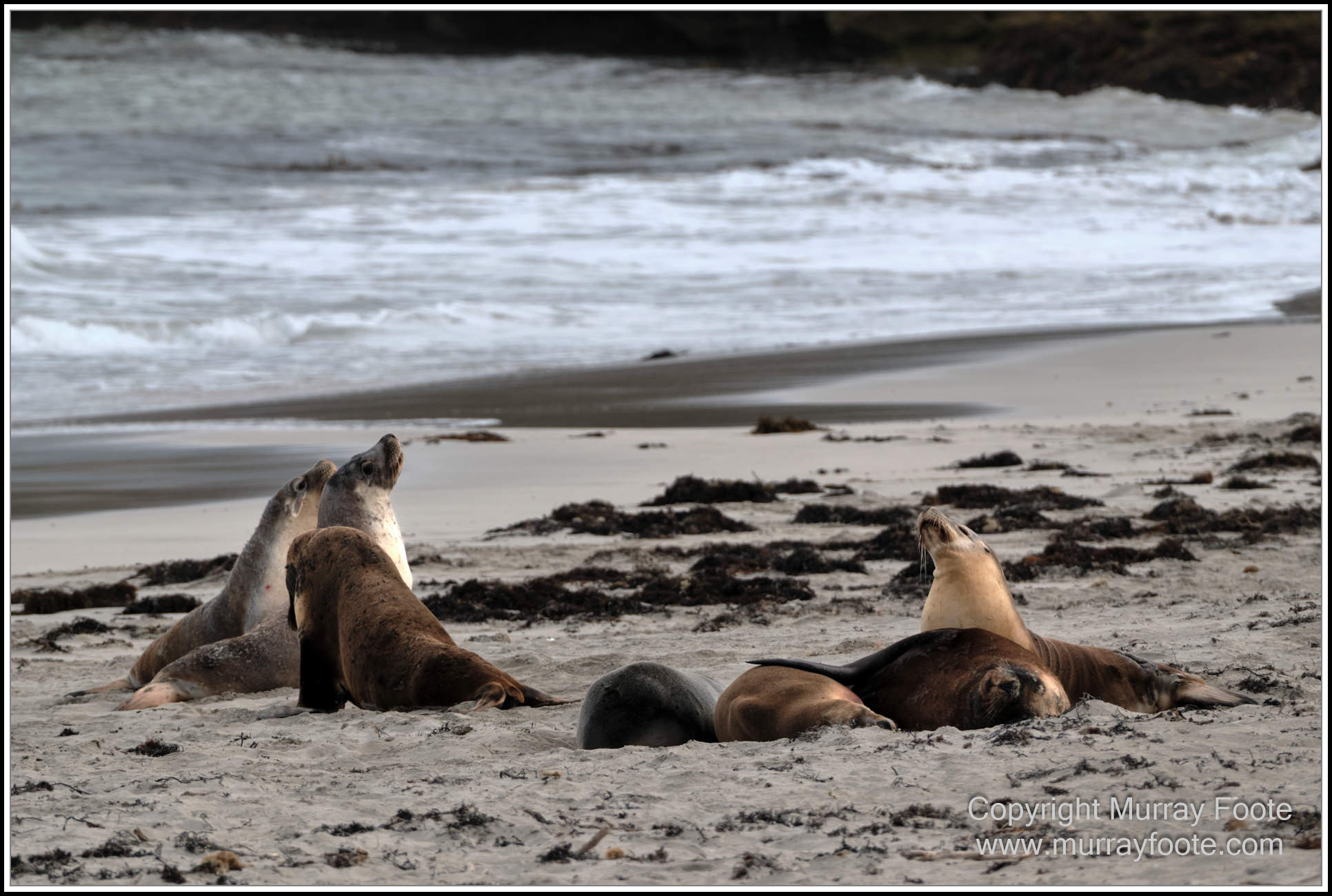Kangaroo Island, Landscape, Nature, Photography, Sea Lion, Seal Bay, seascape, South Australia, Travel, Wilderness, Wildlife