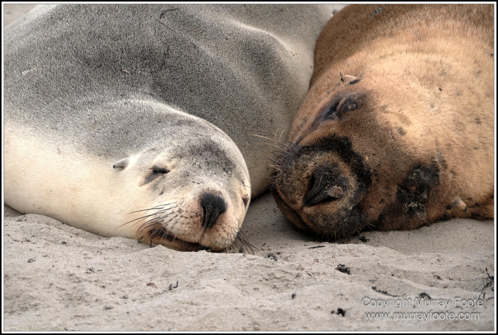 Kangaroo Island, Landscape, Nature, Photography, Sea Lion, Seal Bay, seascape, South Australia, Travel, Wilderness, Wildlife