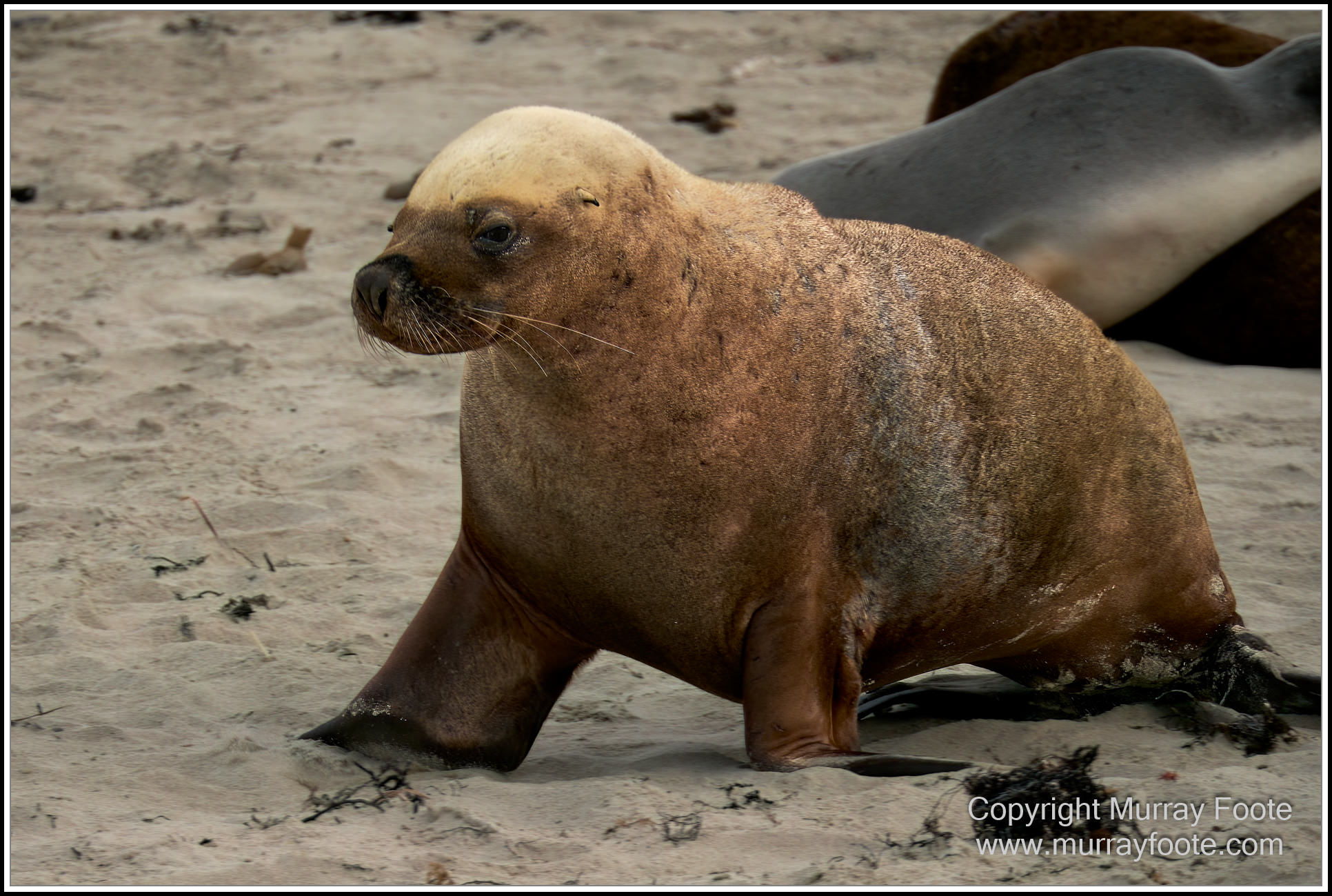 Kangaroo Island, Landscape, Nature, Photography, Sea Lion, Seal Bay, seascape, South Australia, Travel, Wilderness, Wildlife