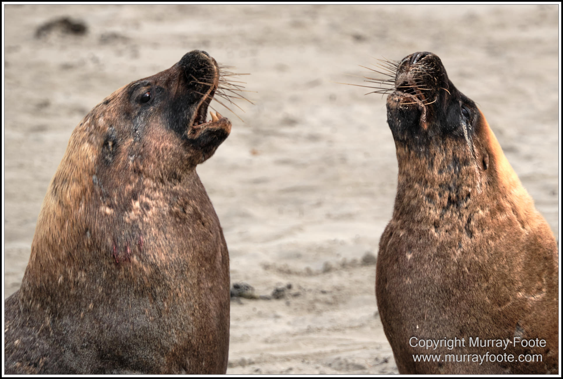 Kangaroo Island, Landscape, Nature, Photography, Sea Lion, Seal Bay, seascape, South Australia, Travel, Wilderness, Wildlife