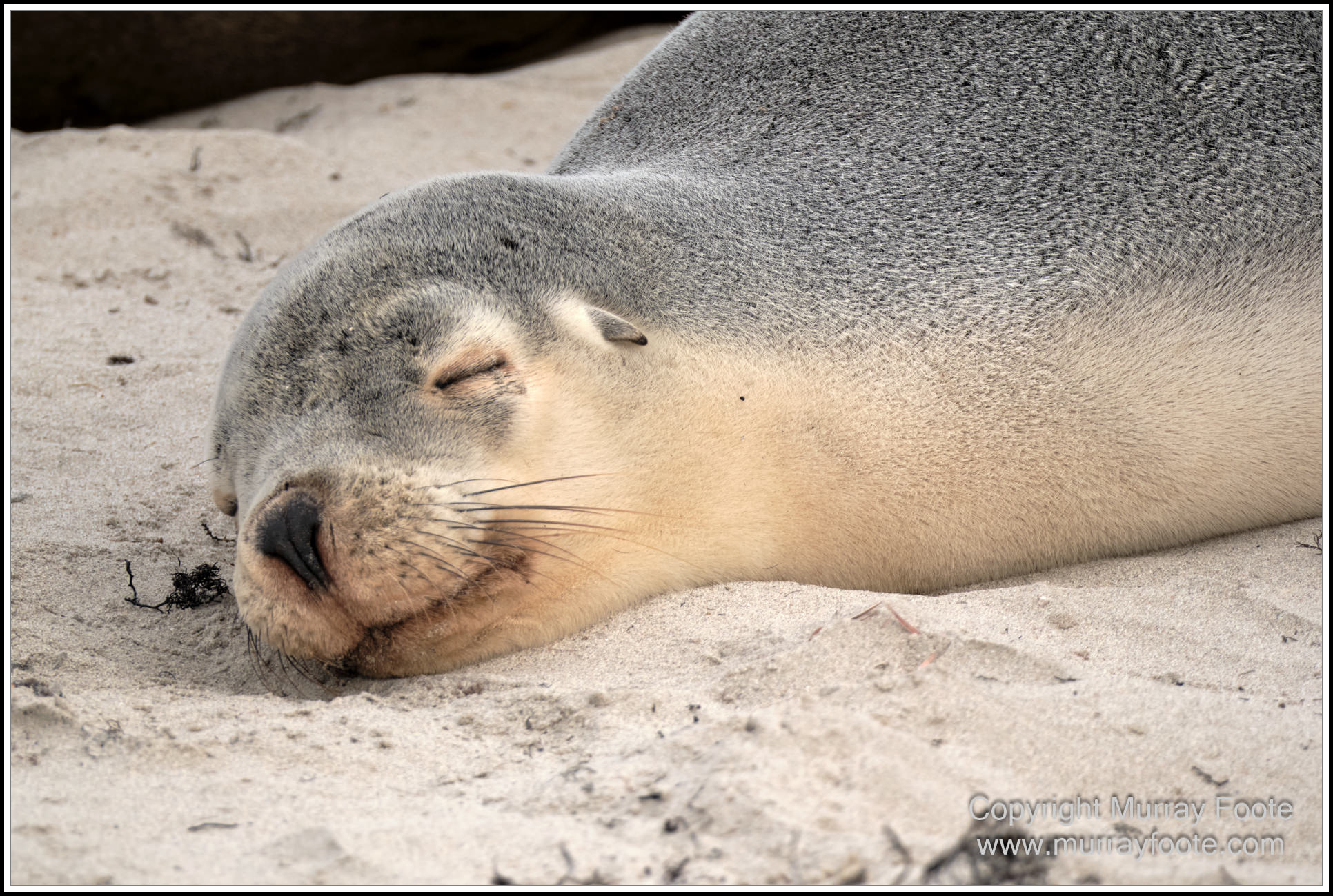 Kangaroo Island, Landscape, Nature, Photography, Sea Lion, Seal Bay, seascape, South Australia, Travel, Wilderness, Wildlife