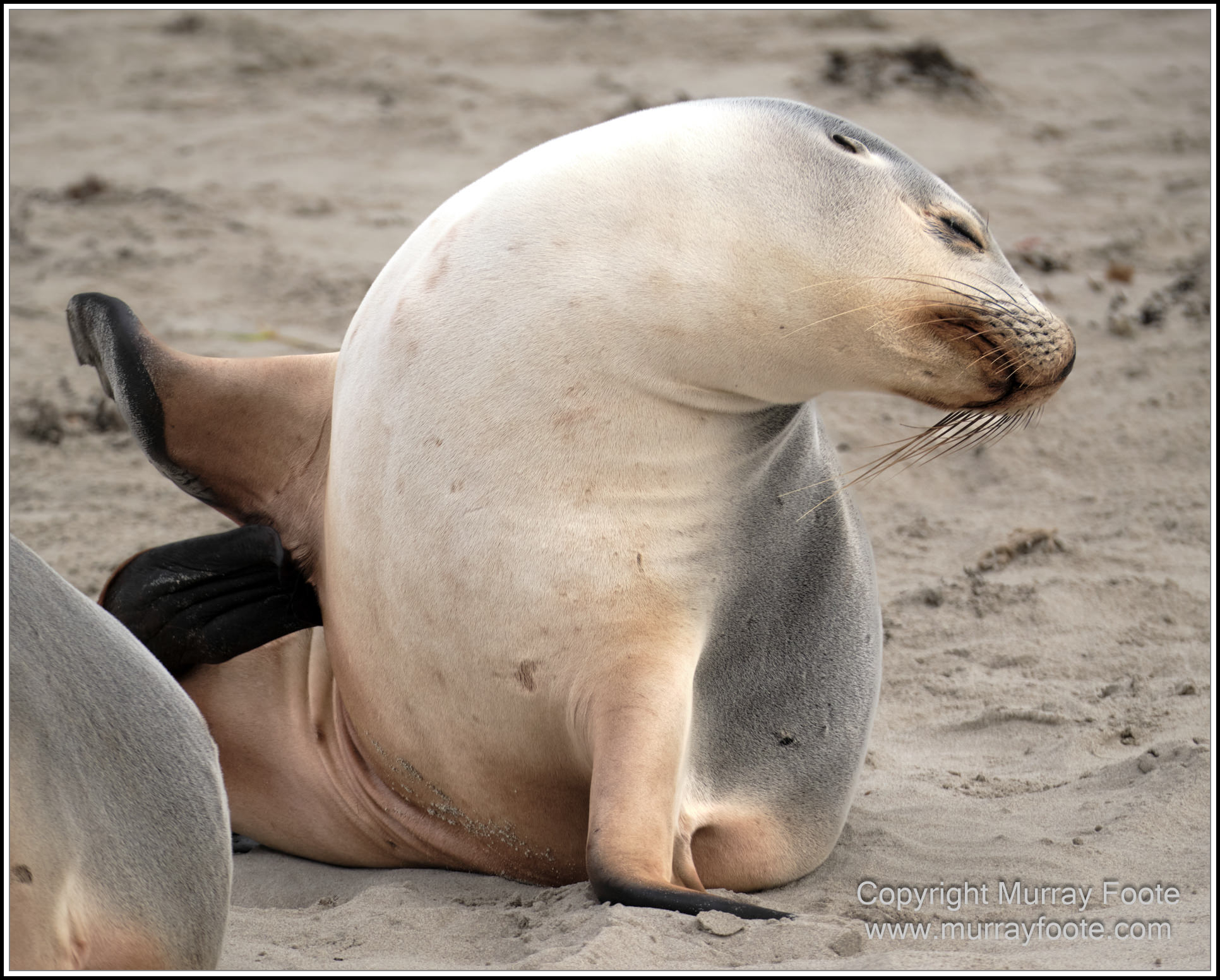 Kangaroo Island, Landscape, Nature, Photography, Sea Lion, Seal Bay, seascape, South Australia, Travel, Wilderness, Wildlife