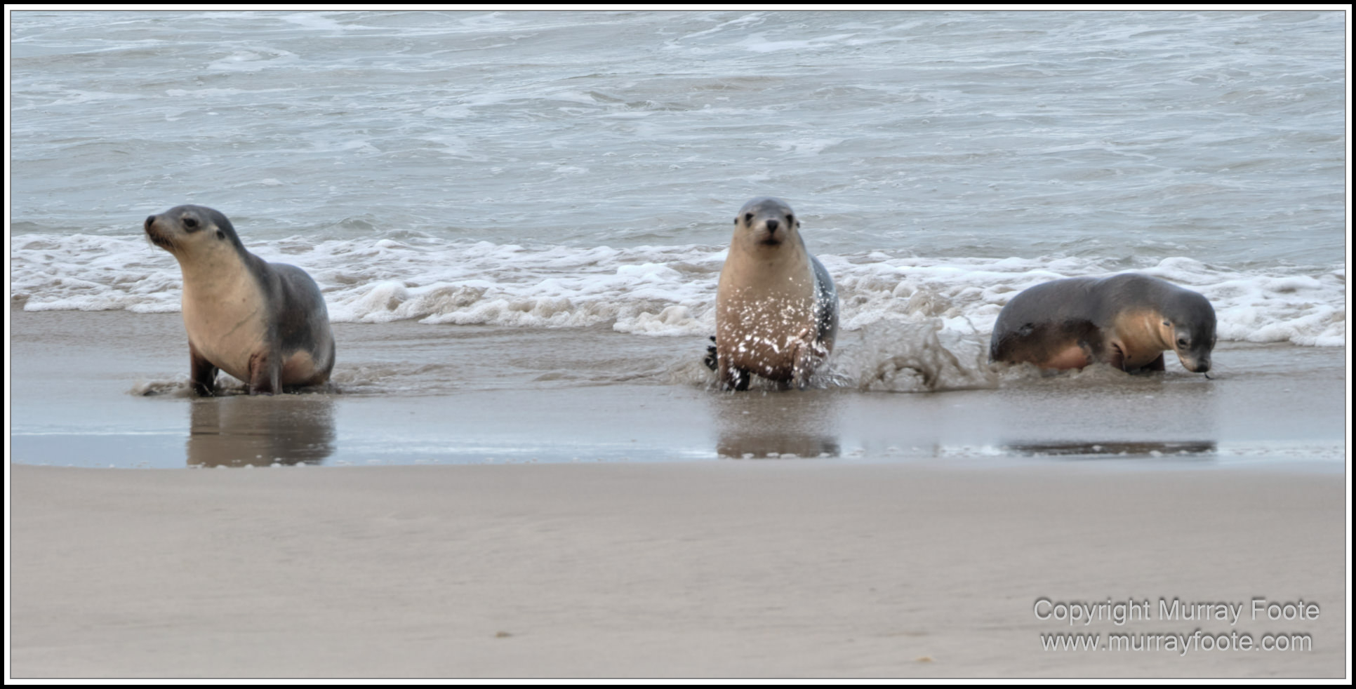 Kangaroo Island, Landscape, Nature, Photography, Sea Lion, Seal Bay, seascape, South Australia, Travel, Wilderness, Wildlife