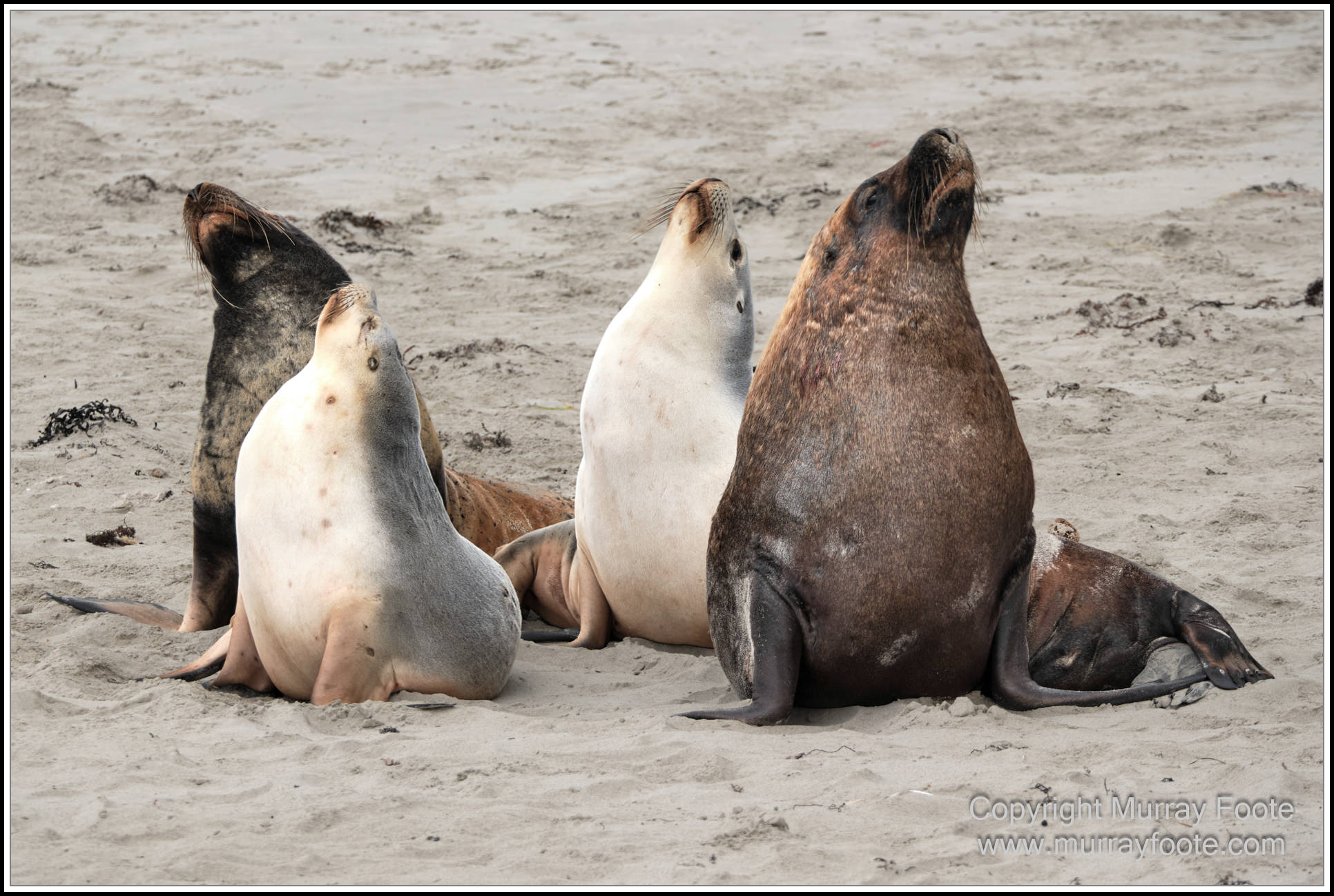 Kangaroo Island, Landscape, Nature, Photography, Sea Lion, Seal Bay, seascape, South Australia, Travel, Wilderness, Wildlife
