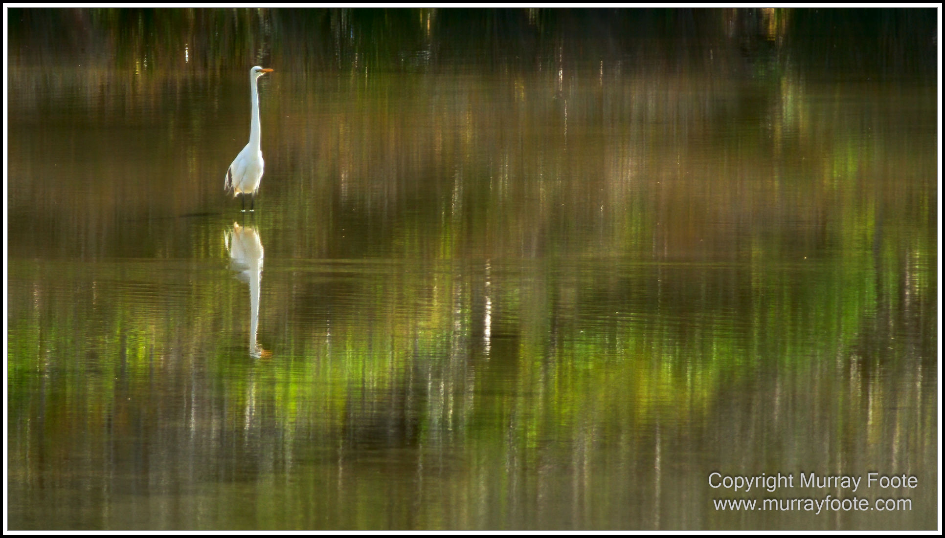 Cormorant, Eastern Great Egret, Hanson Bay, Kangaroo Island, Landscape, Nature, Photography, Rocky River, seascape, Snake Lagoon, South Australia, Travel, Wilderness, Wildlife