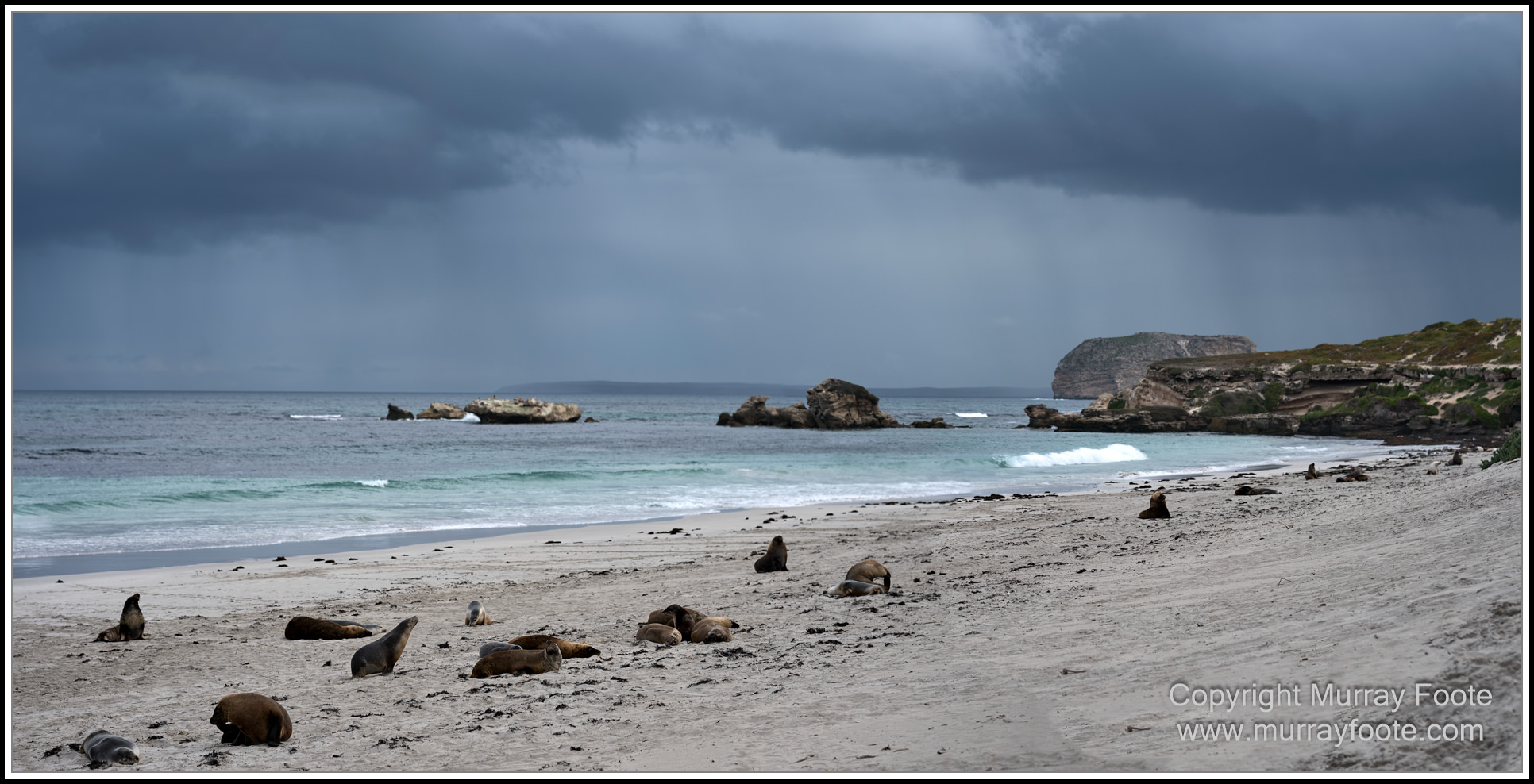 Kangaroo Island, Landscape, Nature, Photography, Sea Lion, Seal Bay, seascape, South Australia, Travel, Wilderness, Wildlife