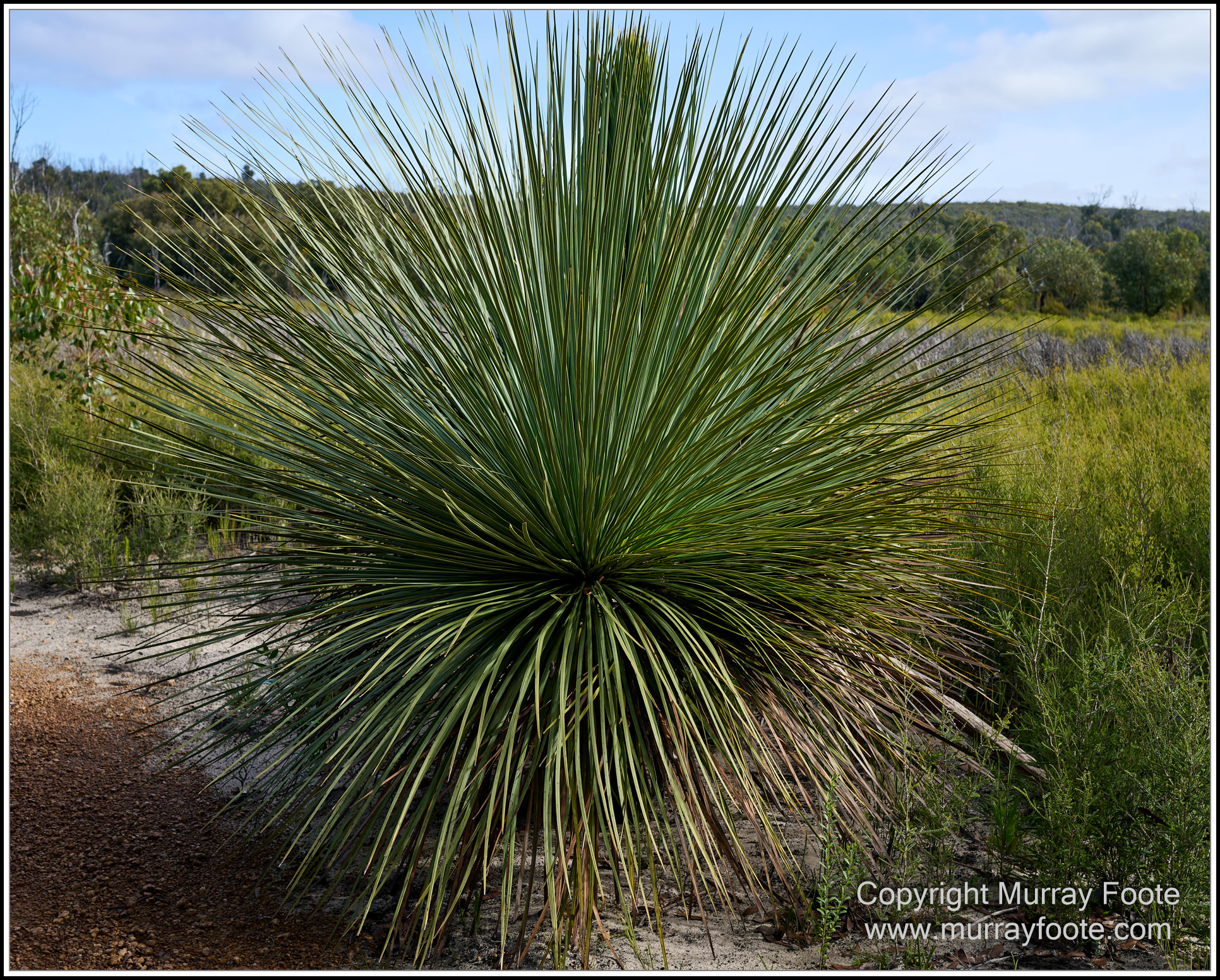 Cormorant, Eastern Great Egret, Hanson Bay, Kangaroo Island, Landscape, Nature, Photography, Rocky River, seascape, Snake Lagoon, South Australia, Travel, Wilderness, Wildlife
