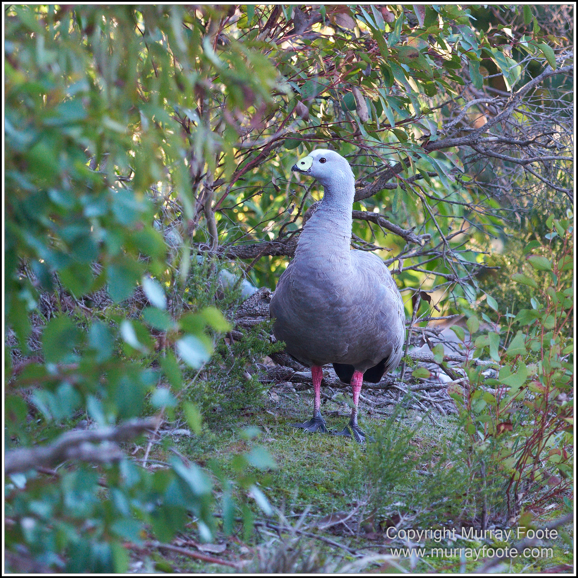 Kangaroo Island, Landscape, Nature, Photography, Remarkable Rocks, seascape, South Australia, Travel, Wilderness