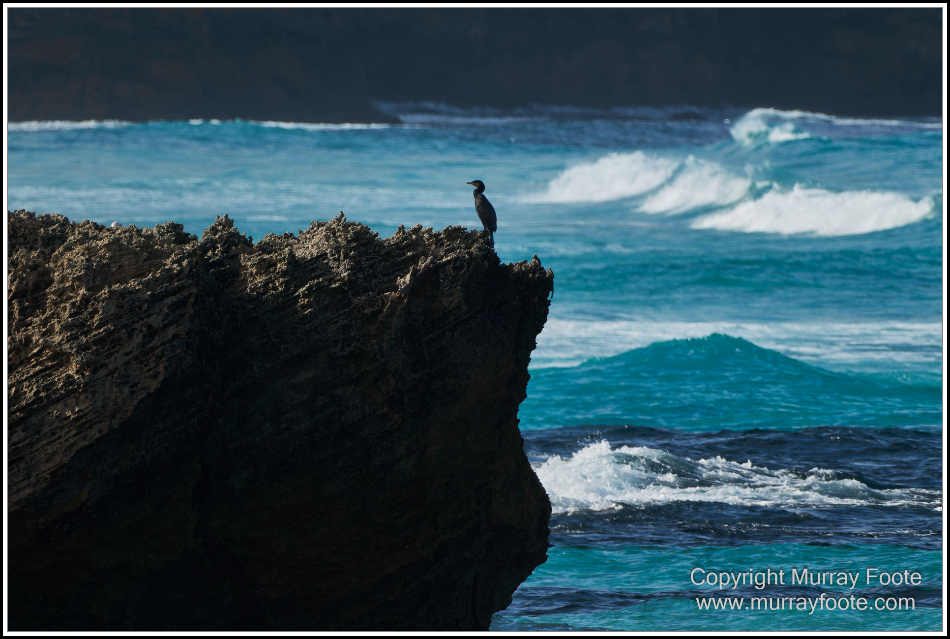 Cormorant, Eastern Great Egret, Hanson Bay, Kangaroo Island, Landscape, Nature, Photography, Rocky River, seascape, Snake Lagoon, South Australia, Travel, Wilderness, Wildlife