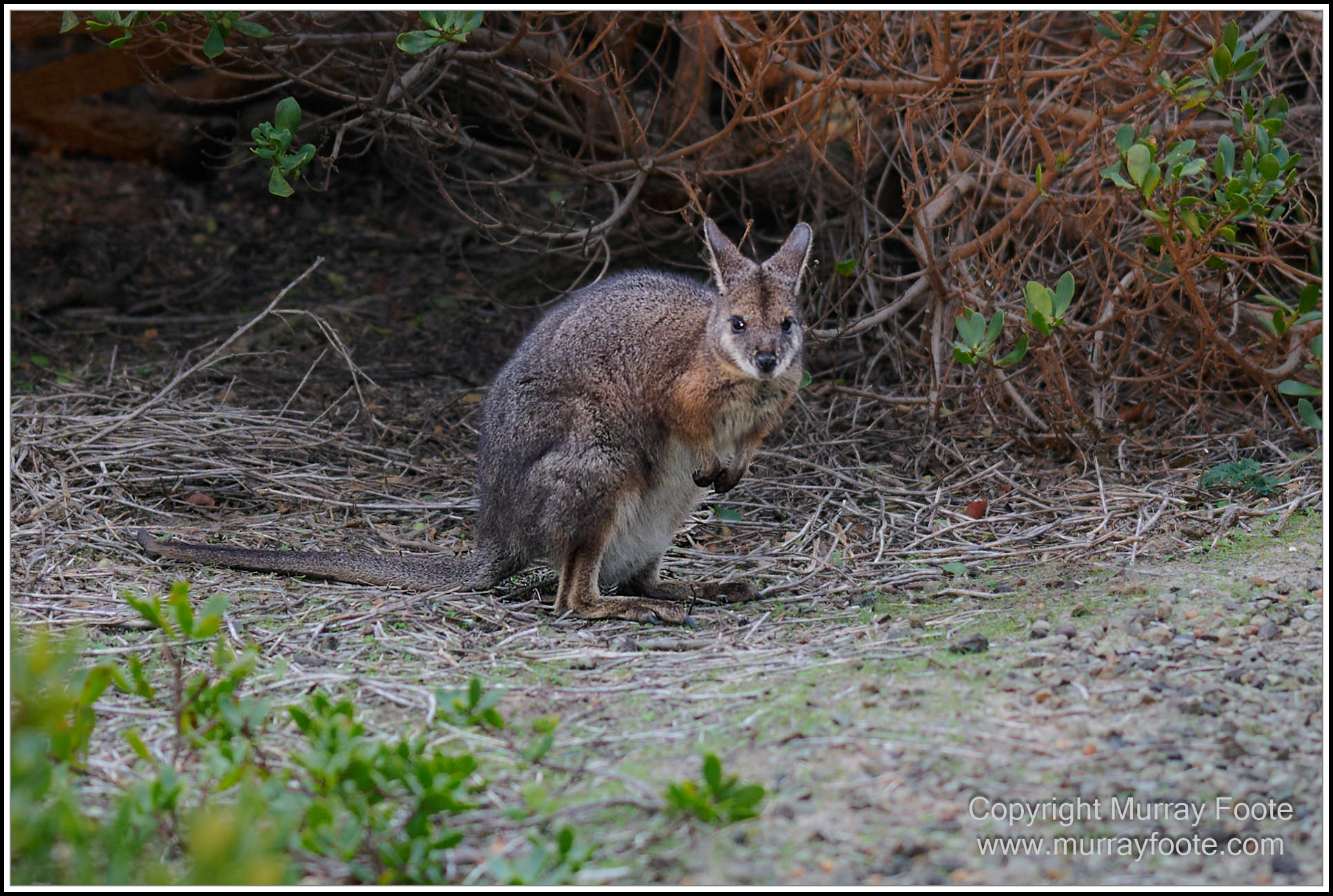 Kangaroo Island, Landscape, Nature, Photography, Remarkable Rocks, seascape, South Australia, Travel, Wilderness