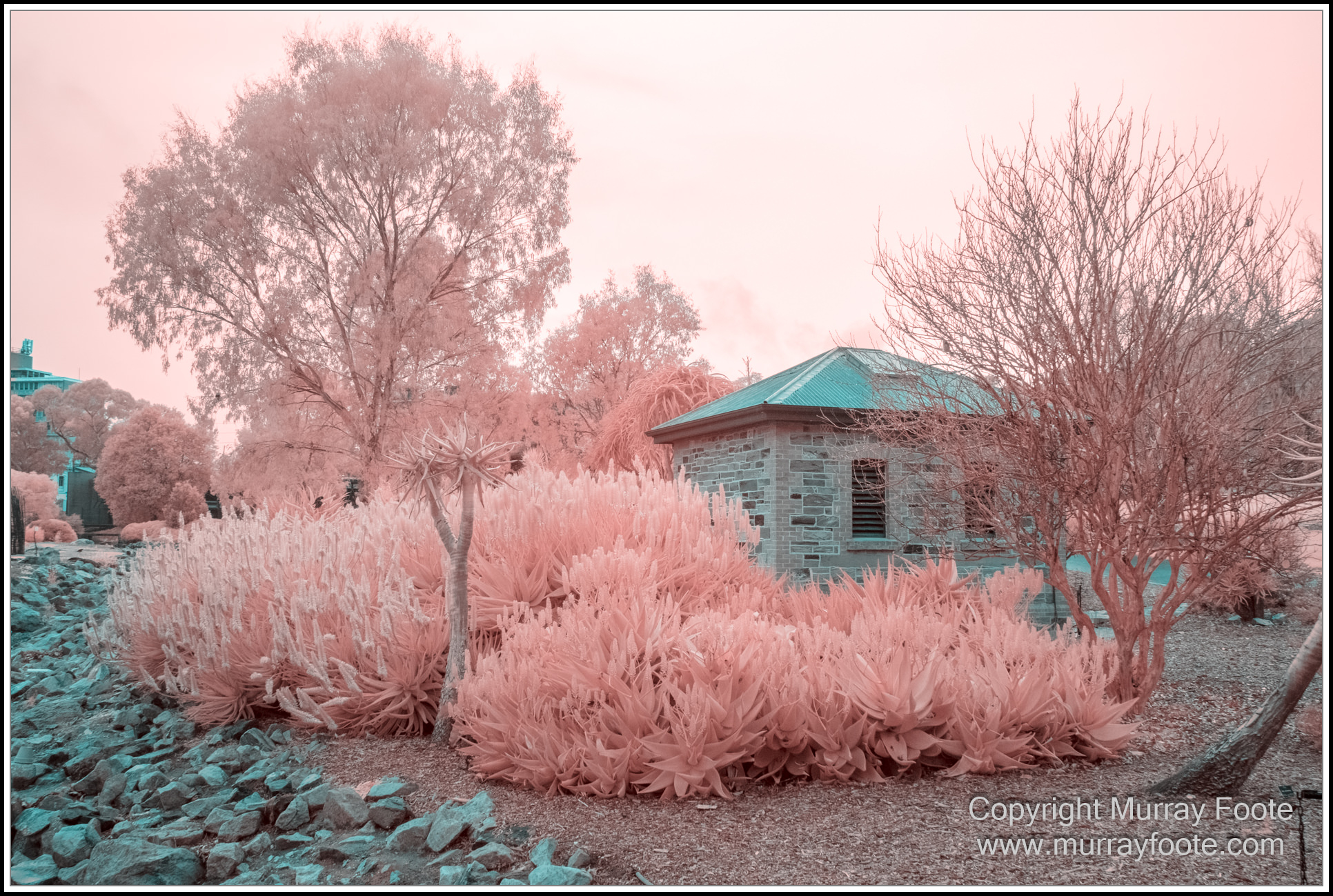Adelaide, Adelaide Botanic Garden, Architecture, Infrared, Landscape, Mount Lofty Botanic Garden, Nature, Photography, Travel