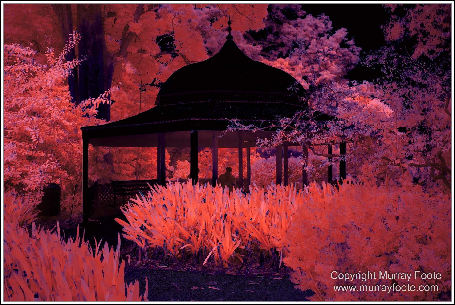 Adelaide, Adelaide Botanic Garden, Architecture, Infrared, Landscape, Mount Lofty Botanic Garden, Nature, Photography, Travel