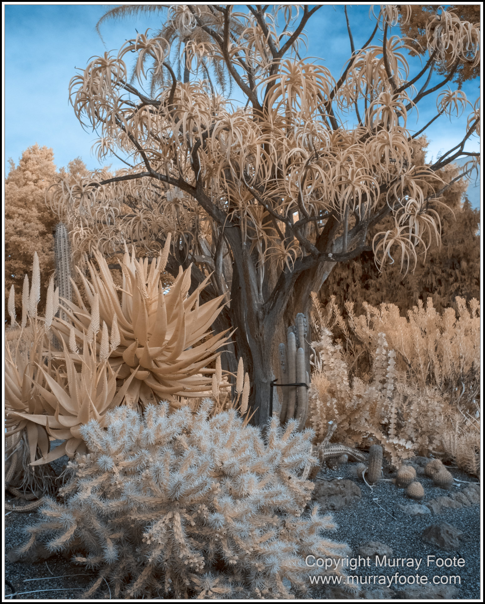 Adelaide, Adelaide Botanic Garden, Architecture, Infrared, Landscape, Mount Lofty Botanic Garden, Nature, Photography, Travel