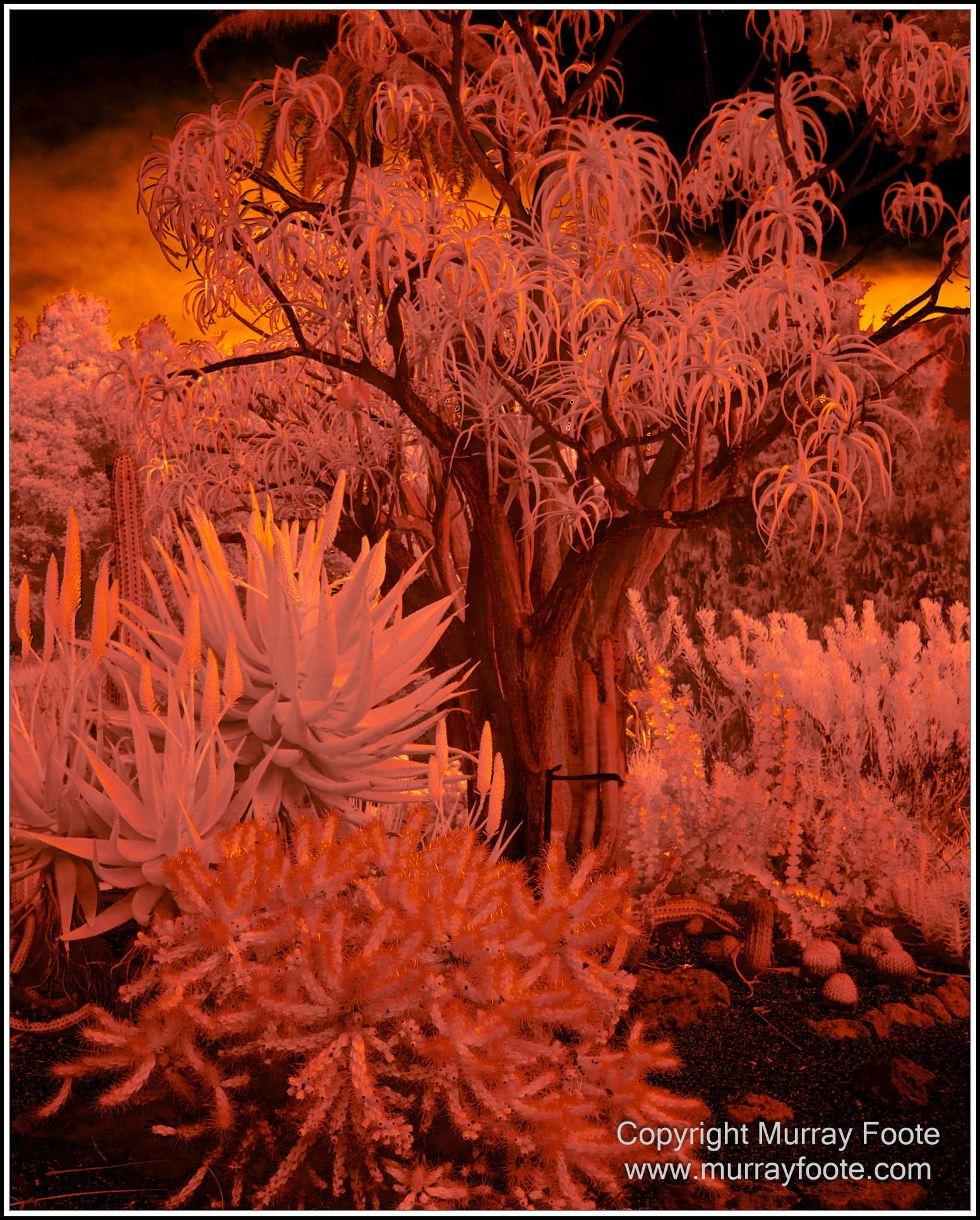 Adelaide, Adelaide Botanic Garden, Architecture, Infrared, Landscape, Mount Lofty Botanic Garden, Nature, Photography, Travel