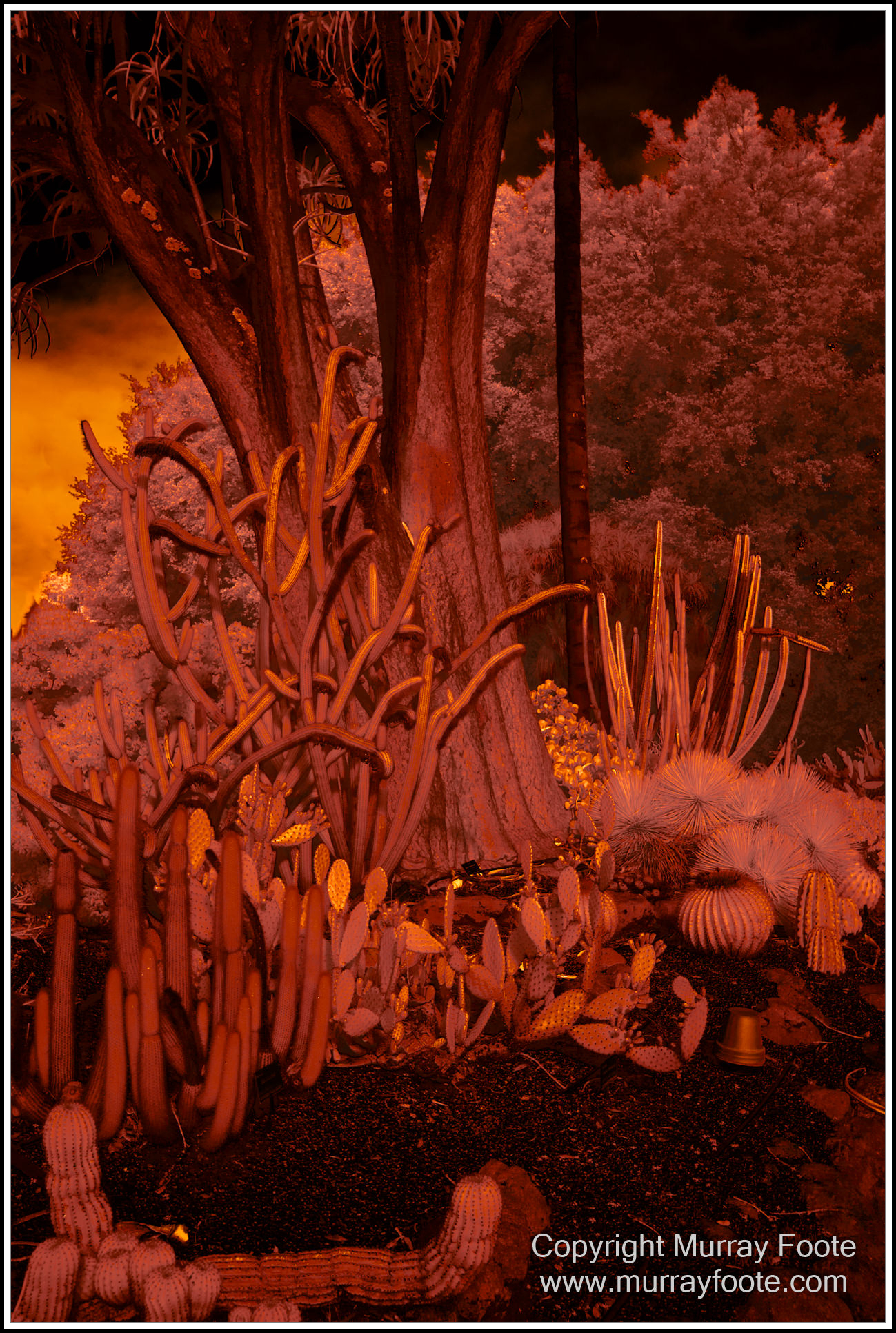 Adelaide, Adelaide Botanic Garden, Architecture, Infrared, Landscape, Mount Lofty Botanic Garden, Nature, Photography, Travel