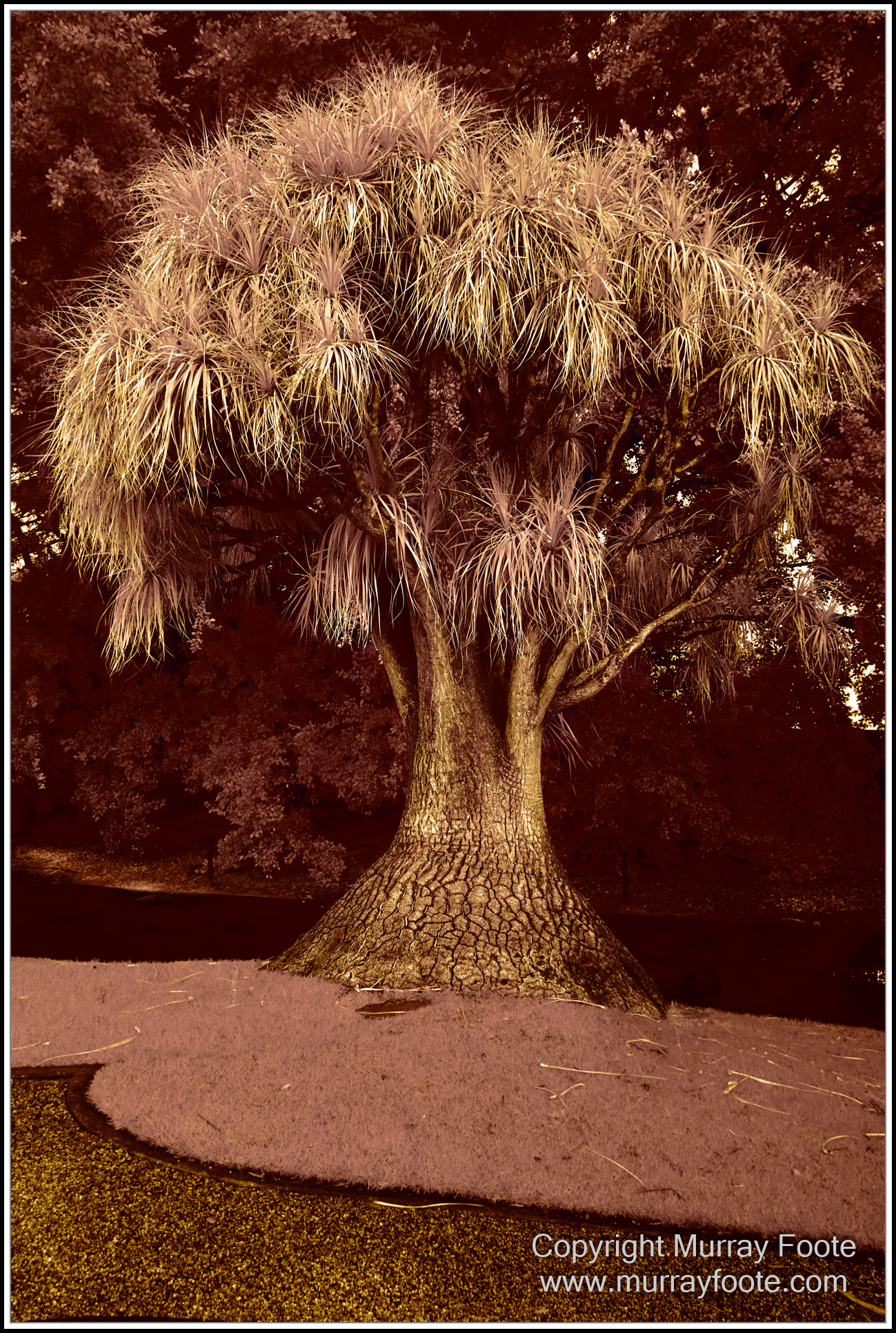 Adelaide, Adelaide Botanic Garden, Architecture, Infrared, Landscape, Mount Lofty Botanic Garden, Nature, Photography, Travel