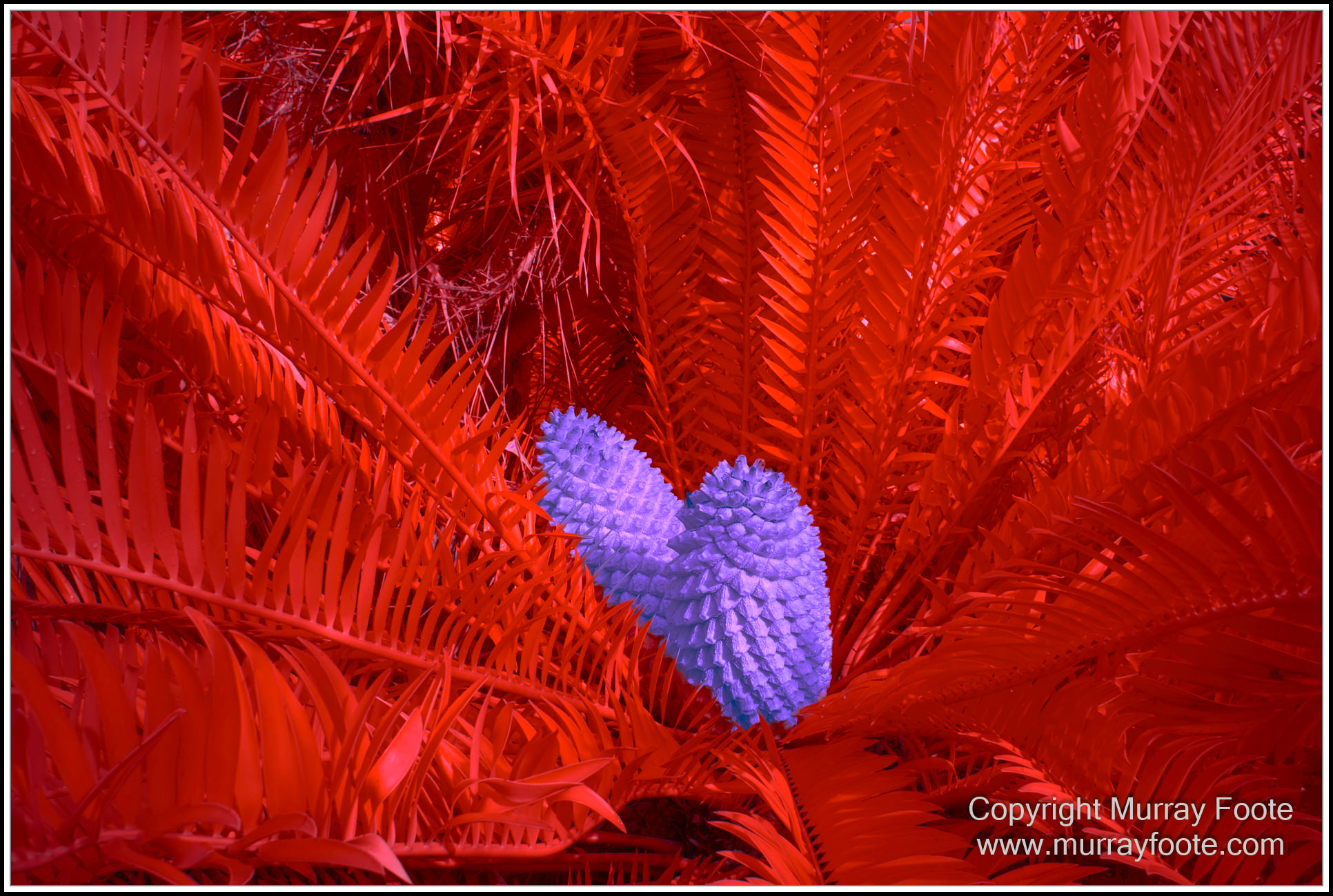 Adelaide, Adelaide Botanic Garden, Architecture, Infrared, Landscape, Mount Lofty Botanic Garden, Nature, Photography, Travel