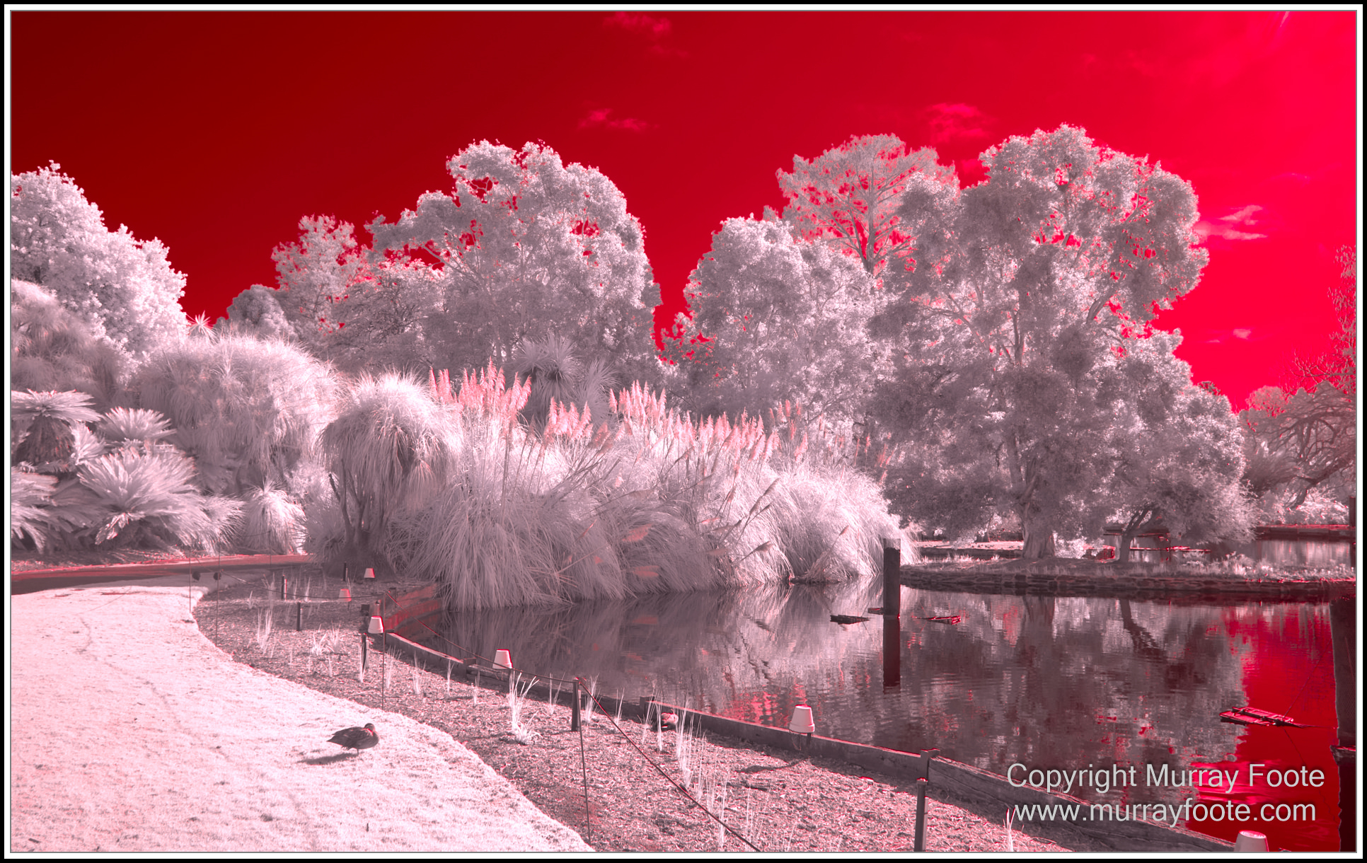 Adelaide, Adelaide Botanic Garden, Architecture, Infrared, Landscape, Mount Lofty Botanic Garden, Nature, Photography, Travel