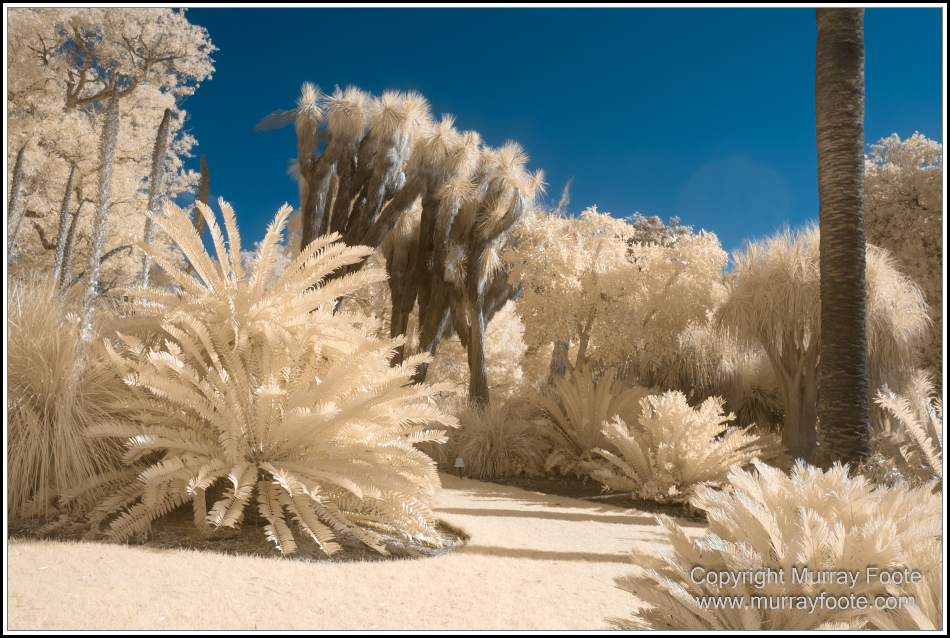 Adelaide, Adelaide Botanic Garden, Architecture, Infrared, Landscape, Mount Lofty Botanic Garden, Nature, Photography, Travel