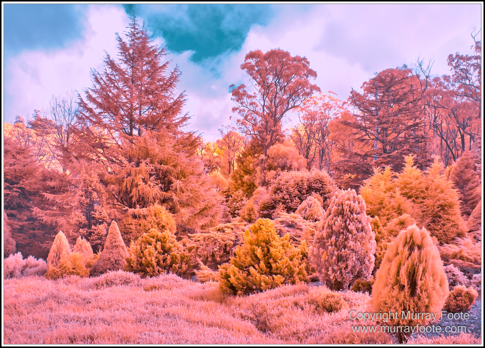 Adelaide, Adelaide Botanic Garden, Architecture, Infrared, Landscape, Mount Lofty Botanic Garden, Nature, Photography, Travel