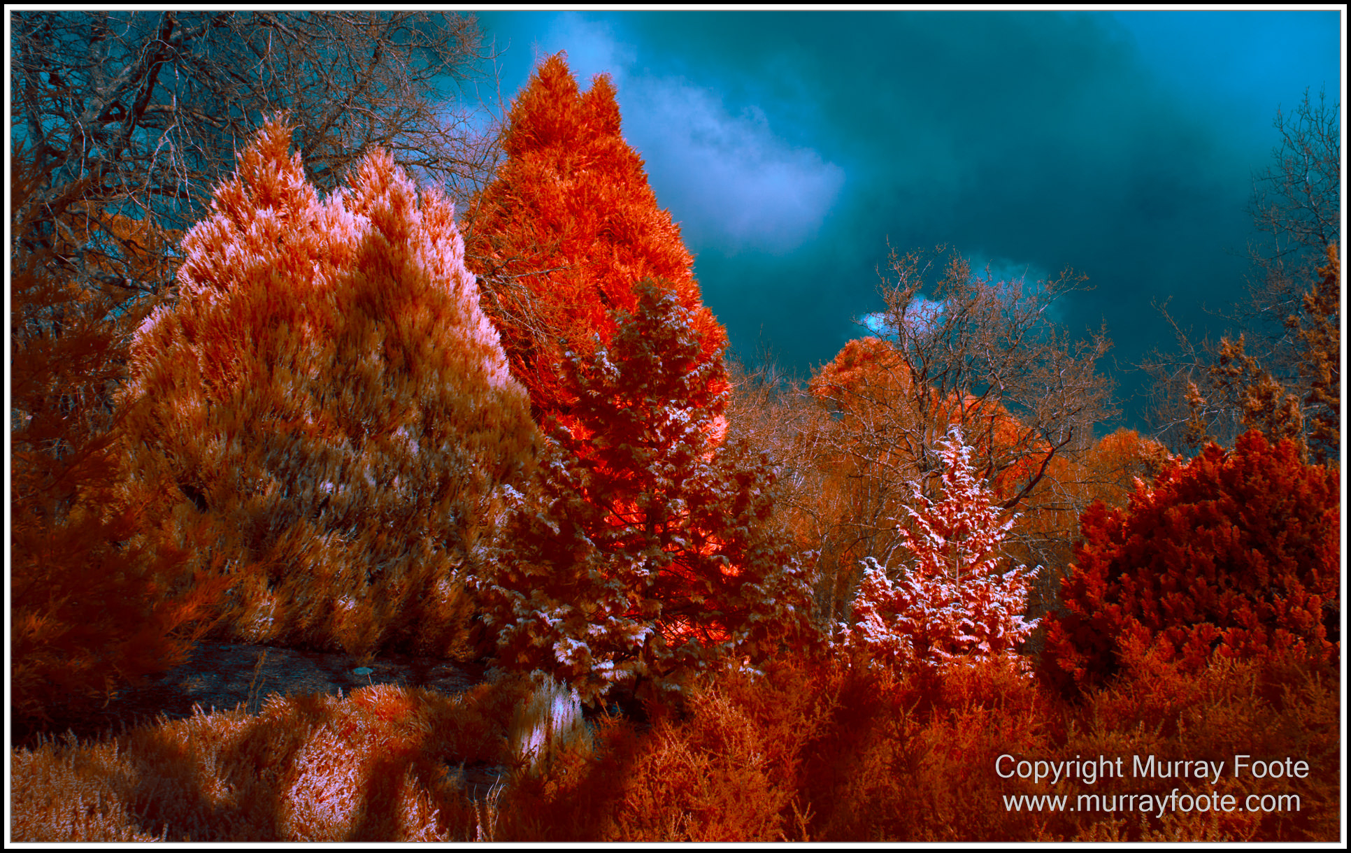 Adelaide, Adelaide Botanic Garden, Architecture, Infrared, Landscape, Mount Lofty Botanic Garden, Nature, Photography, Travel