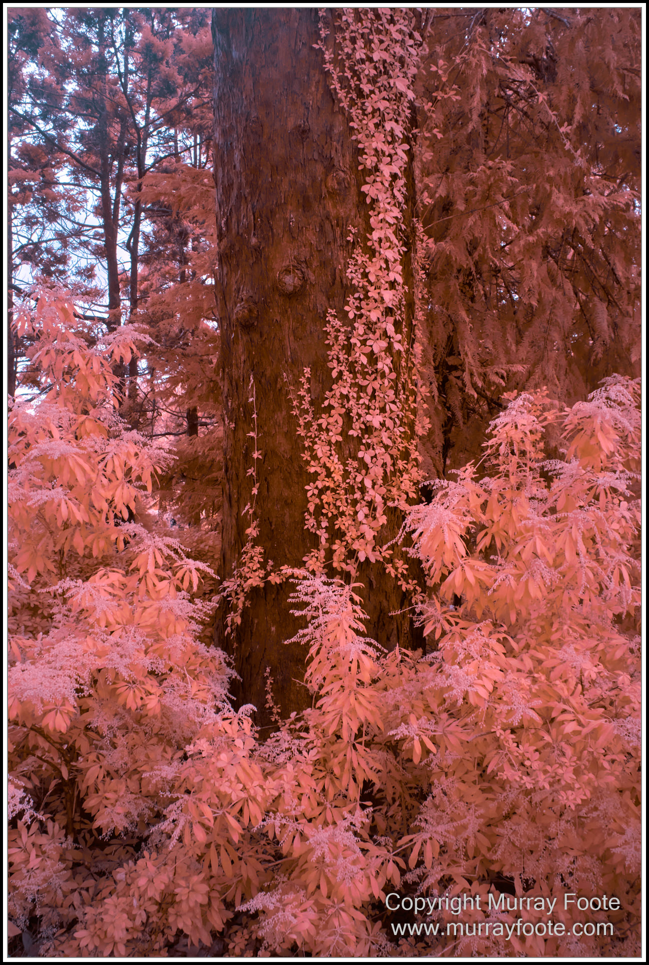 Adelaide, Adelaide Botanic Garden, Architecture, Infrared, Landscape, Mount Lofty Botanic Garden, Nature, Photography, Travel