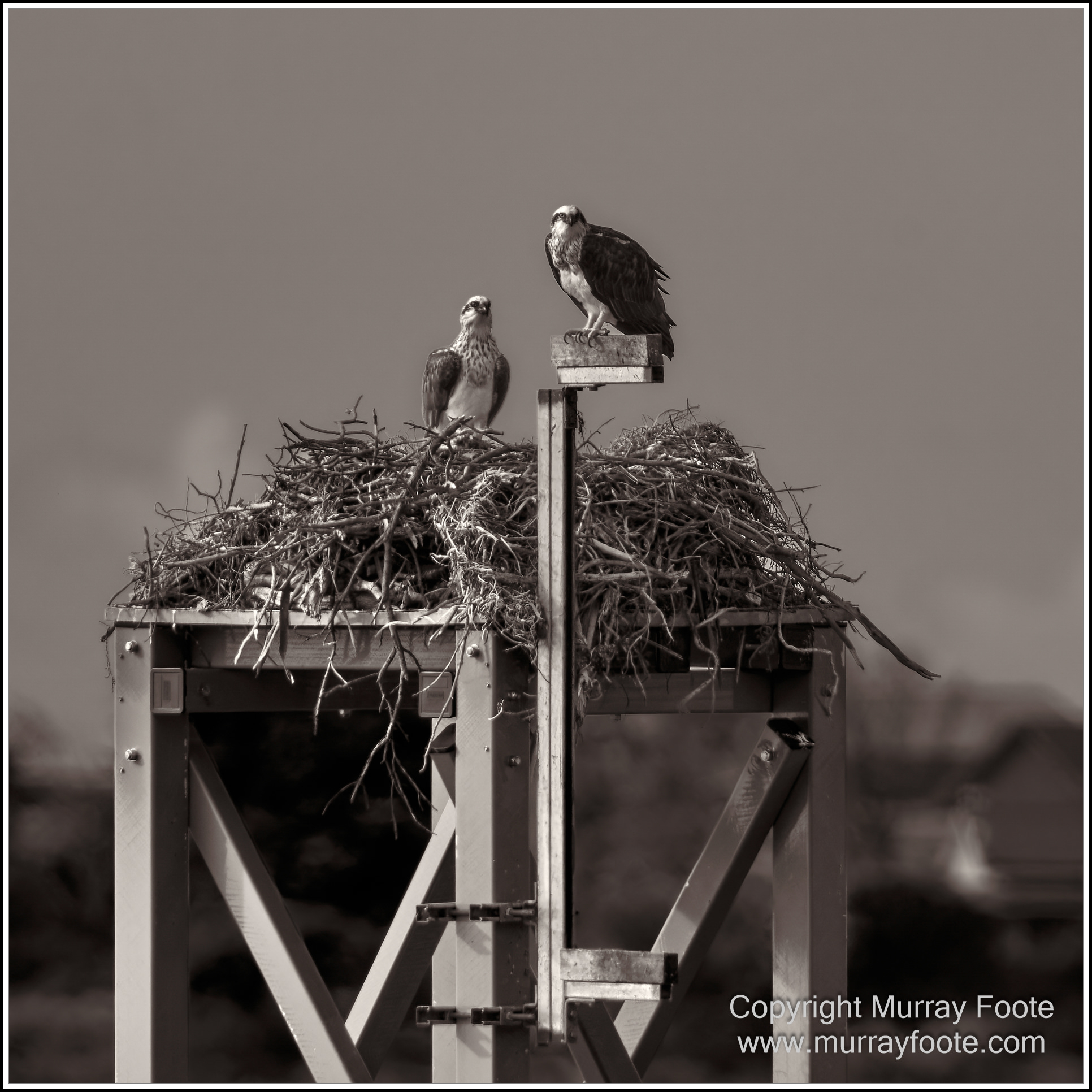 Architecture, Black and White, History, Infrared, Landscape, Lighthouses, Monochrome, Nature, Photography, seascape, South Australia, Travel, Wildlife, Yorke Peninsula
