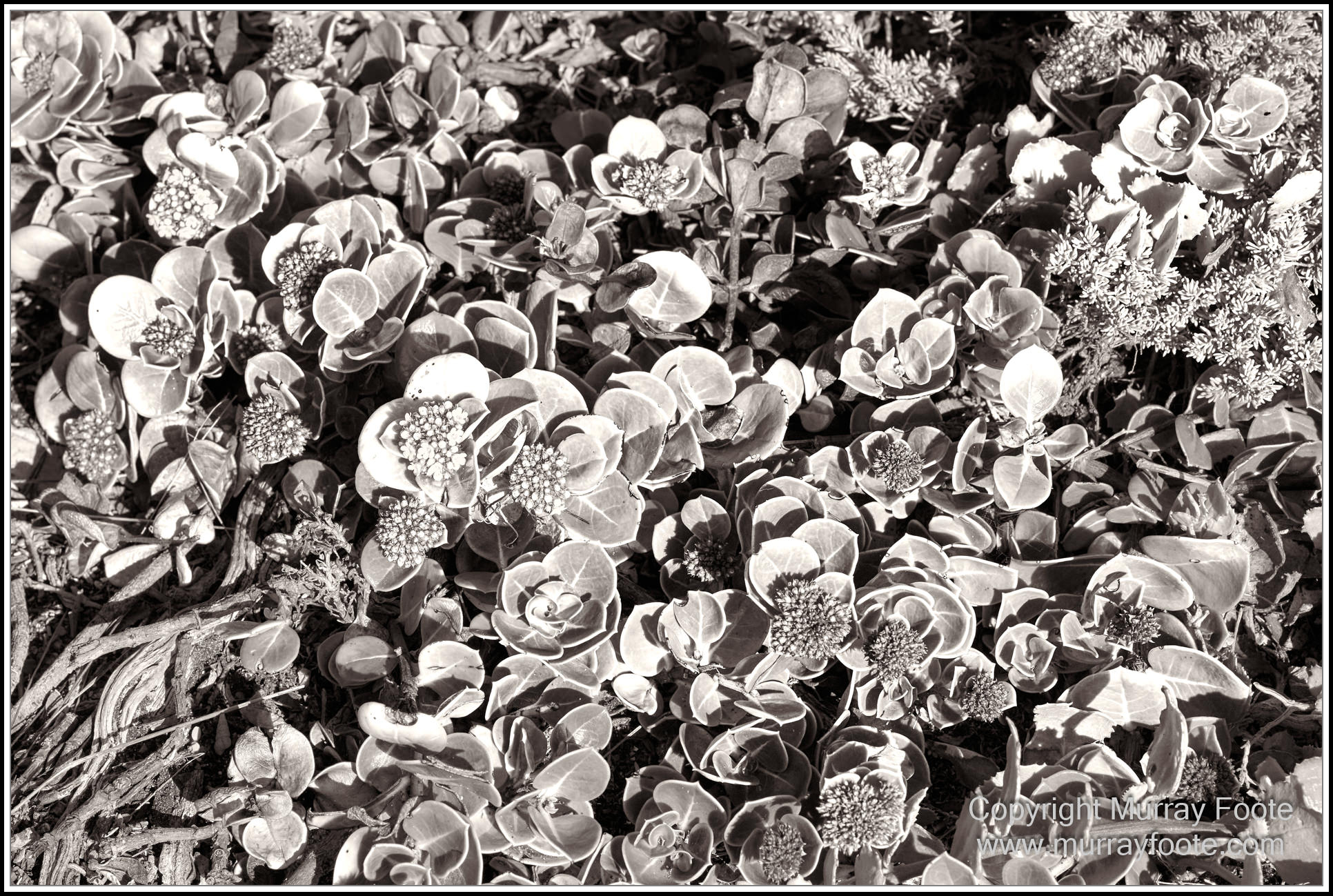 Architecture, Black and White, History, Infrared, Landscape, Lighthouses, Monochrome, Nature, Photography, seascape, South Australia, Travel, Wildlife, Yorke Peninsula