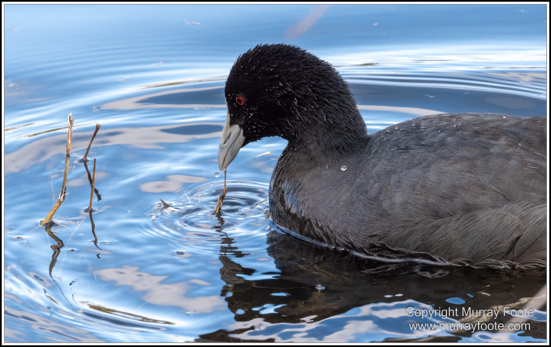 Australian National Botanic Gardens, Birds, Canberra, Fujifilm 500mm f5.6, Jerrabomberra Wetlands, Landscape, Nature, Photography, Topaz Photo AI, Travel, Wildlife