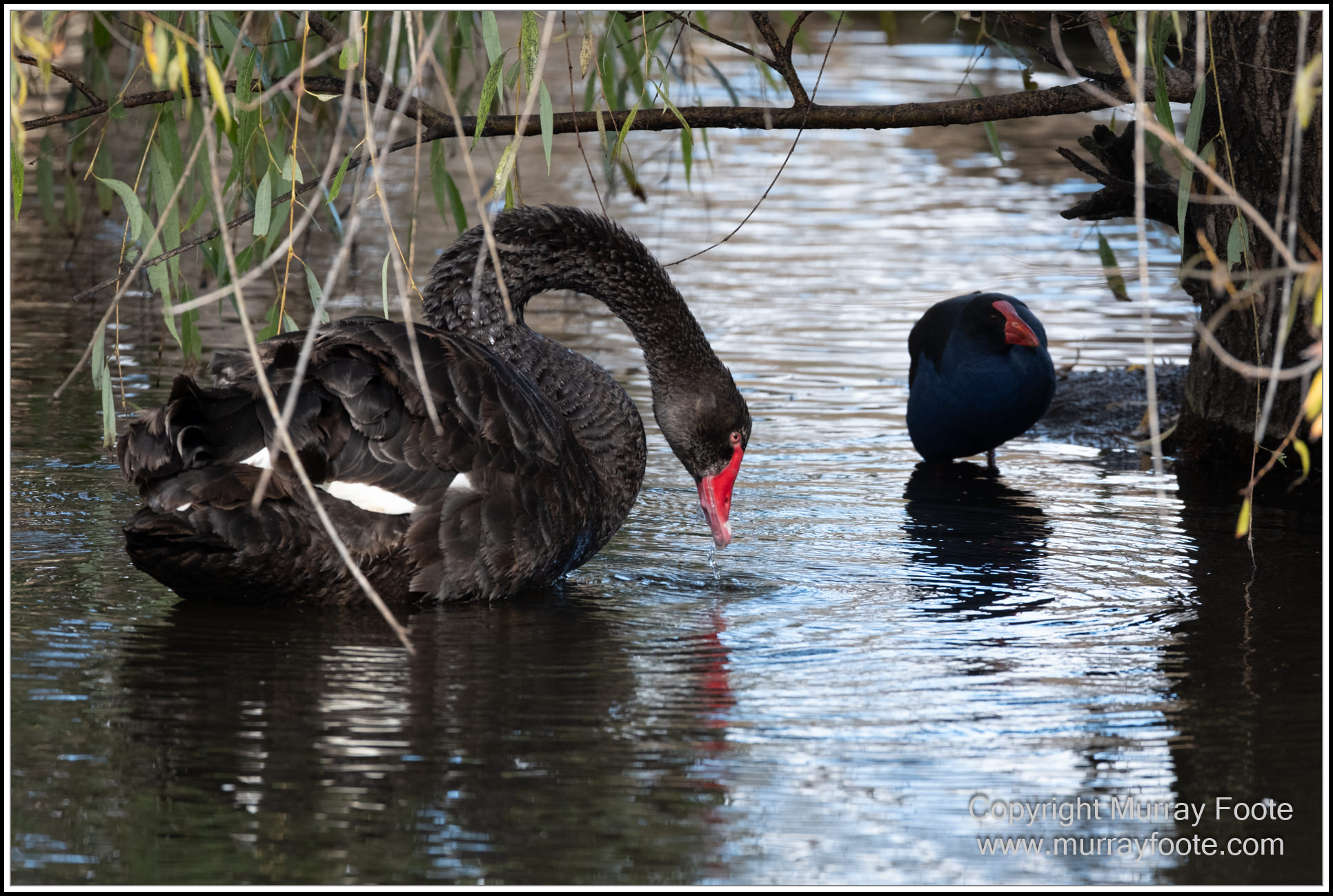 Australian National Botanic Gardens, Birds, Canberra, Fujifilm 500mm f5.6, Jerrabomberra Wetlands, Landscape, Nature, Photography, Topaz Photo AI, Travel, Wildlife