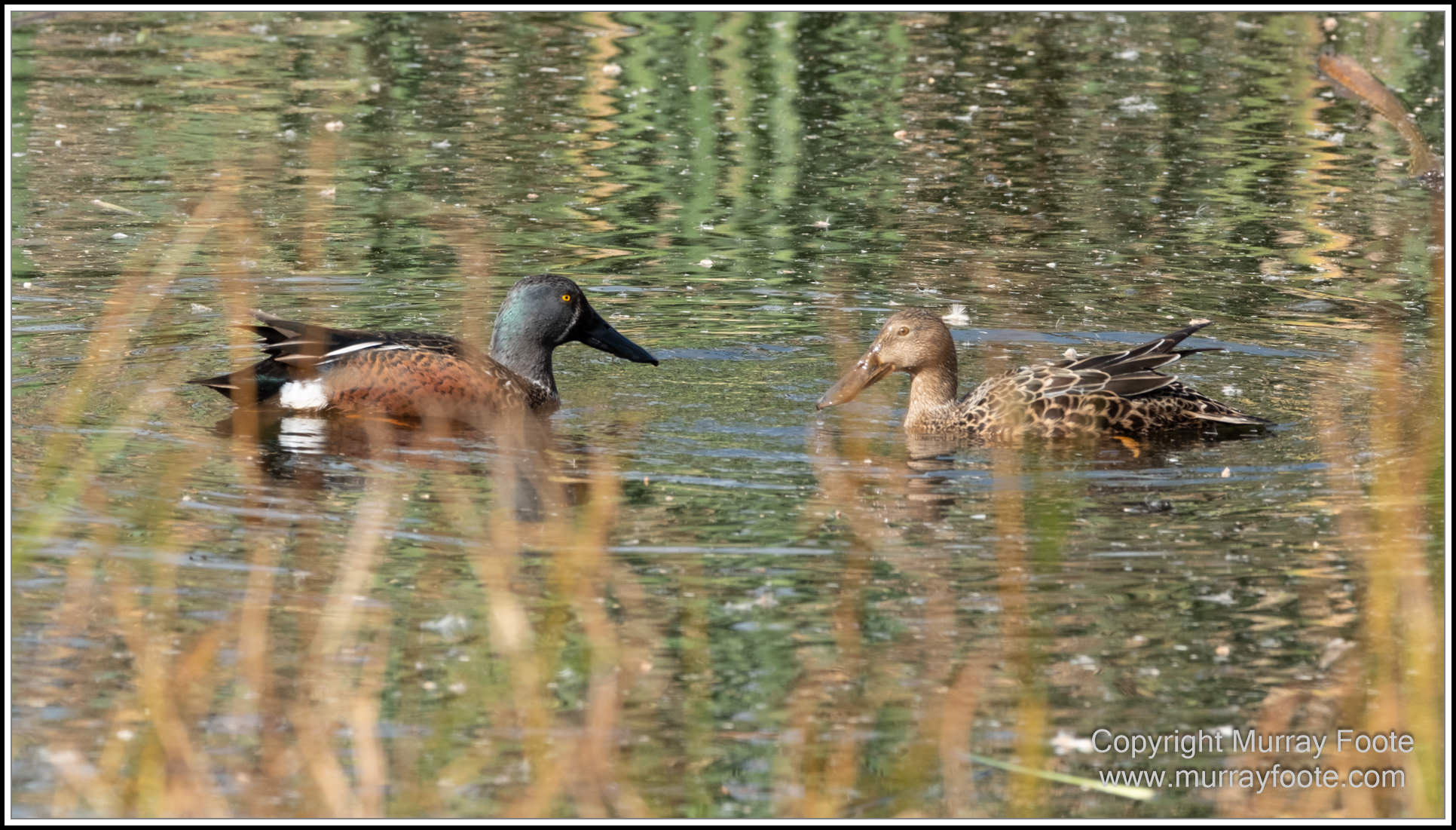 Australian National Botanic Gardens, Birds, Canberra, Fujifilm 500mm f5.6, Jerrabomberra Wetlands, Landscape, Nature, Photography, Topaz Photo AI, Travel, Wildlife