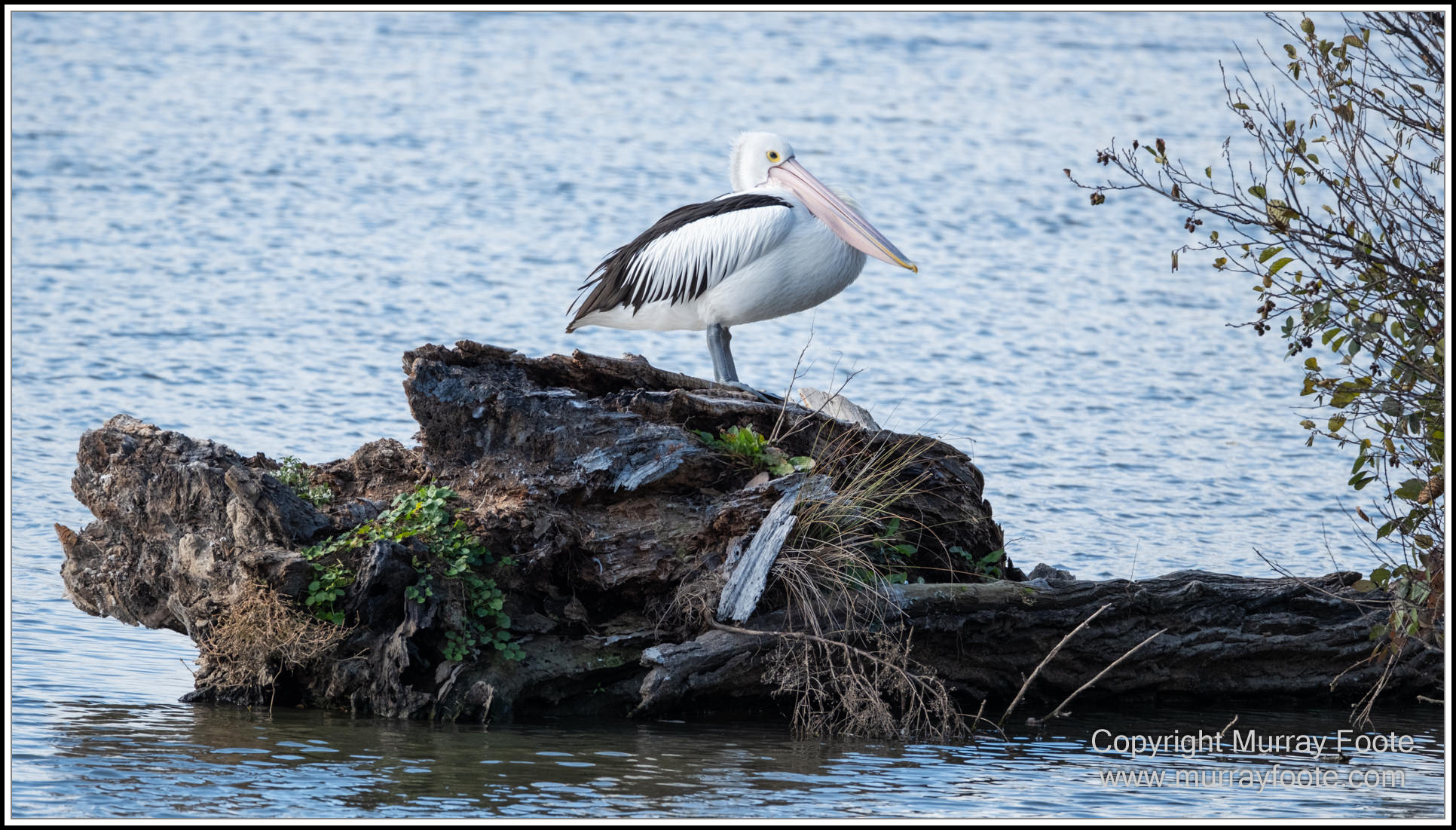 Australian National Botanic Gardens, Birds, Canberra, Fujifilm 500mm f5.6, Jerrabomberra Wetlands, Landscape, Nature, Photography, Topaz Photo AI, Travel, Wildlife
