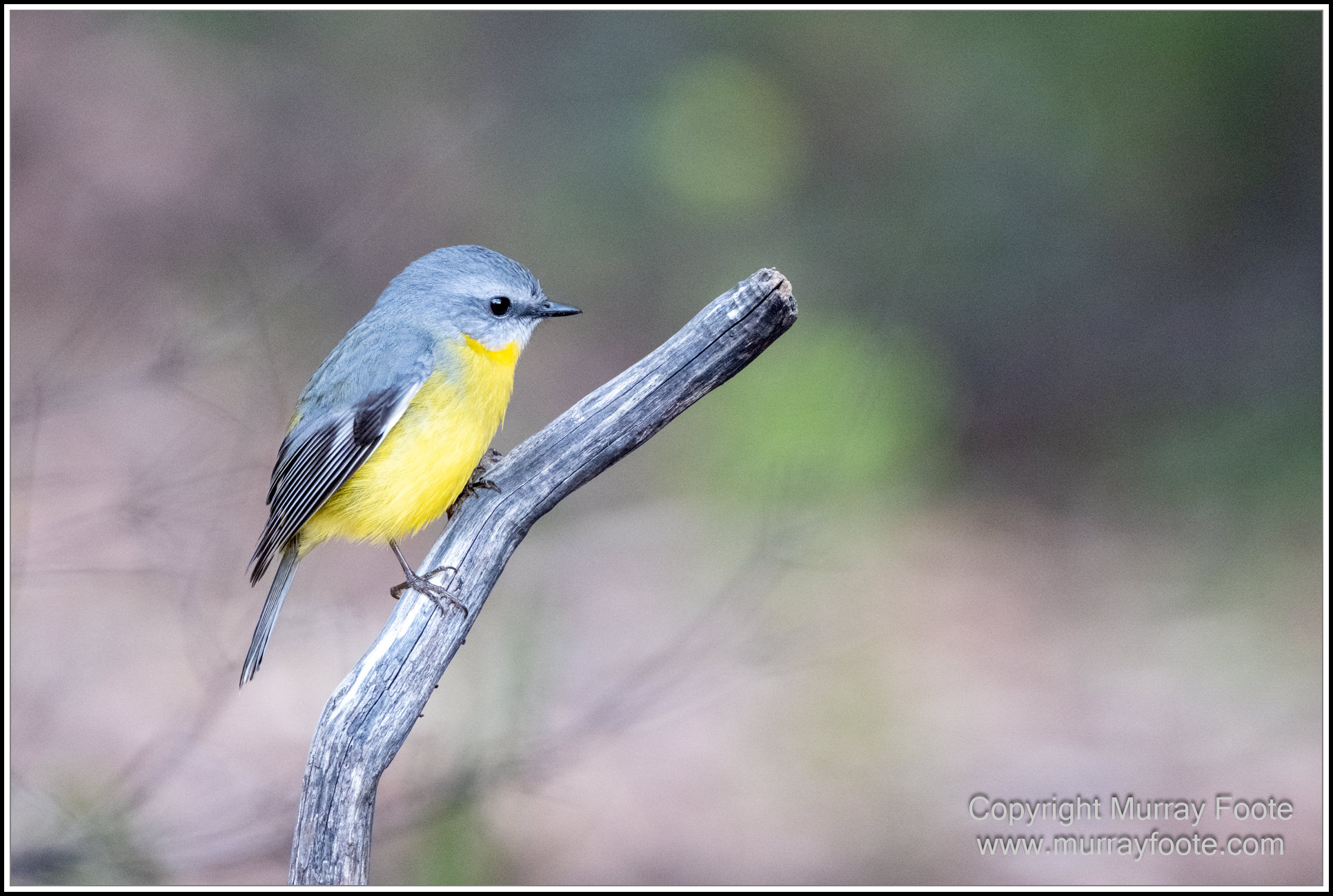 Australian National Botanic Gardens, Birds, Canberra, Fujifilm 500mm f5.6, Jerrabomberra Wetlands, Landscape, Nature, Photography, Topaz Photo AI, Travel, Wildlife