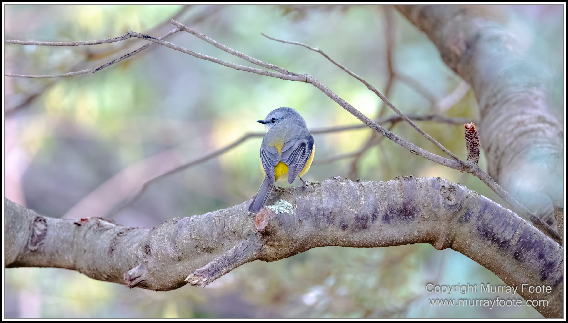 Australian National Botanic Gardens, Birds, Canberra, Fujifilm 500mm f5.6, Jerrabomberra Wetlands, Landscape, Nature, Photography, Topaz Photo AI, Travel, Wildlife